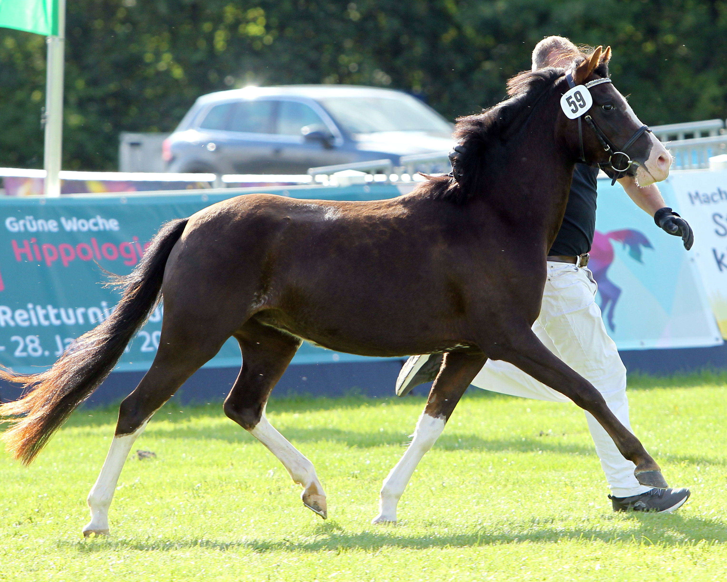 Welsh Pony Sektion B MAYBE W (Rassesiegerin) von Montender / Hogeland’s Nandor (Kat.Nr. 59). © Jutta Wego