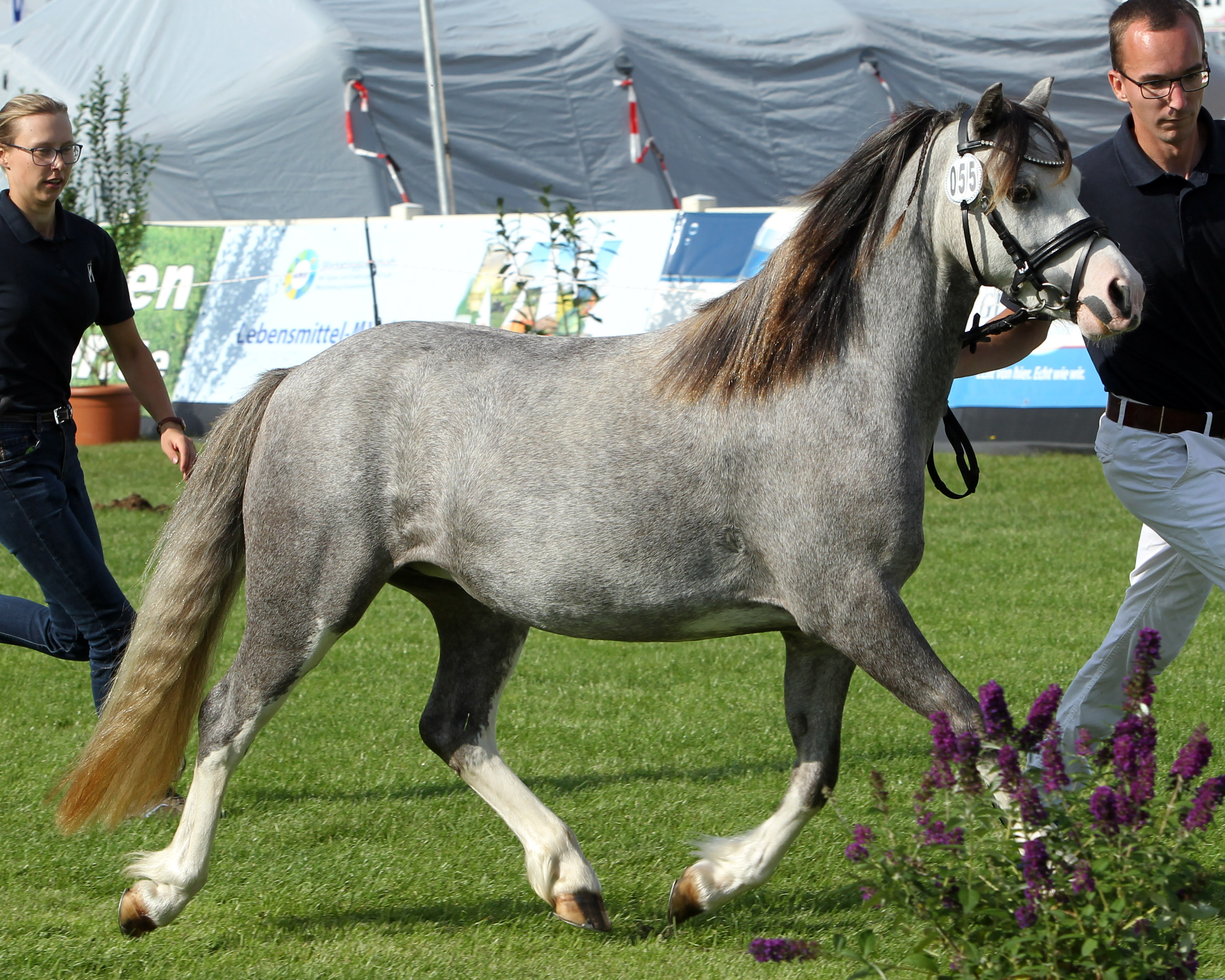 Welsh Mountain Pony MOORBRUCH’S STELLA DE LA LUNA (Rassesiegerin) von Shamrocklake the Cool Cardinal / Shamrock Classic Clearwater (Kat.Nr. 55). © Jutta Wego