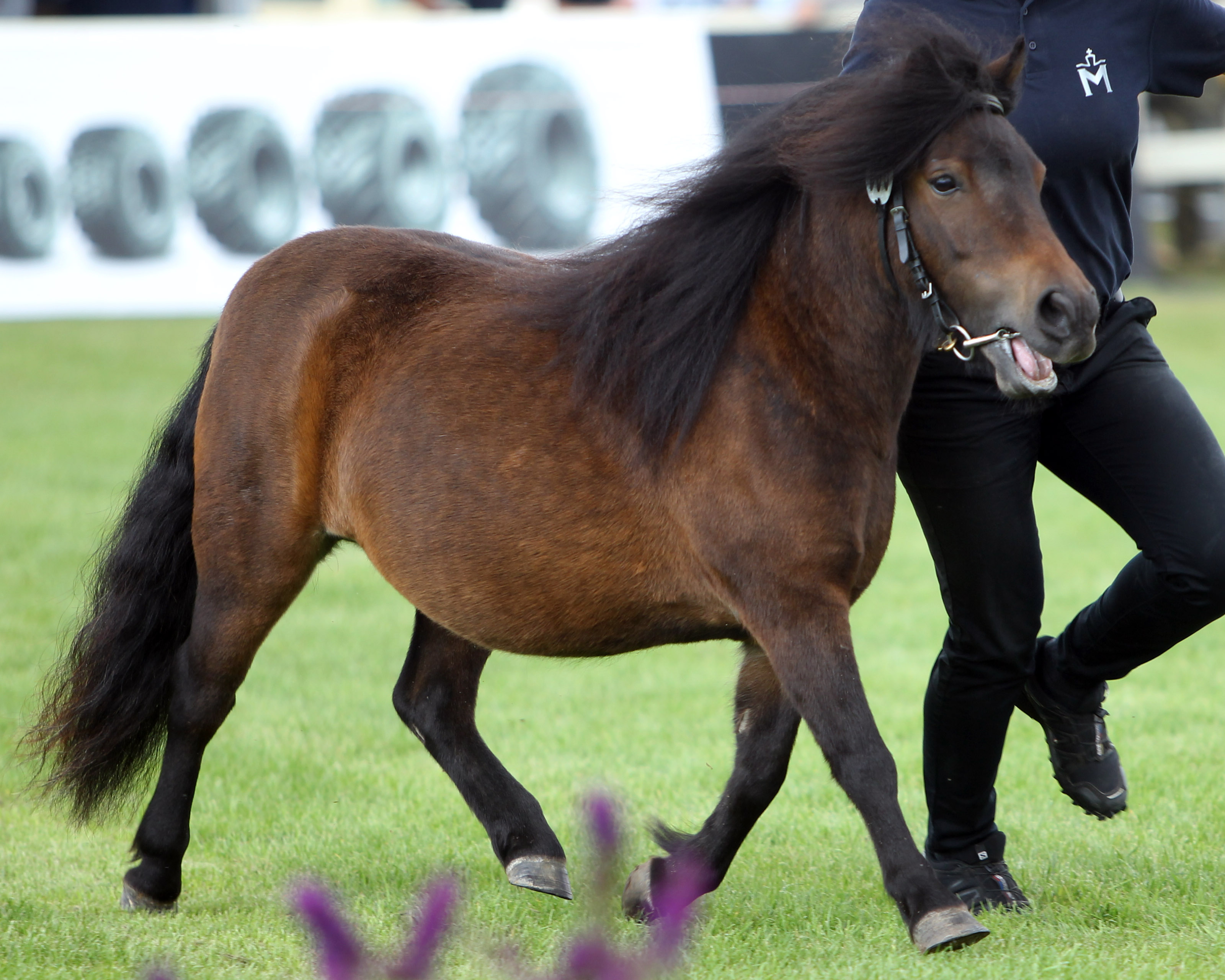 Shetlandpony OPHIRA V.D. VORSTENBERRN (Reservesiegerin) von Hercules van Stal Nic-Clau. / Tom von Veldhuizen (Kat.Nr. 30). © Jutta Wego