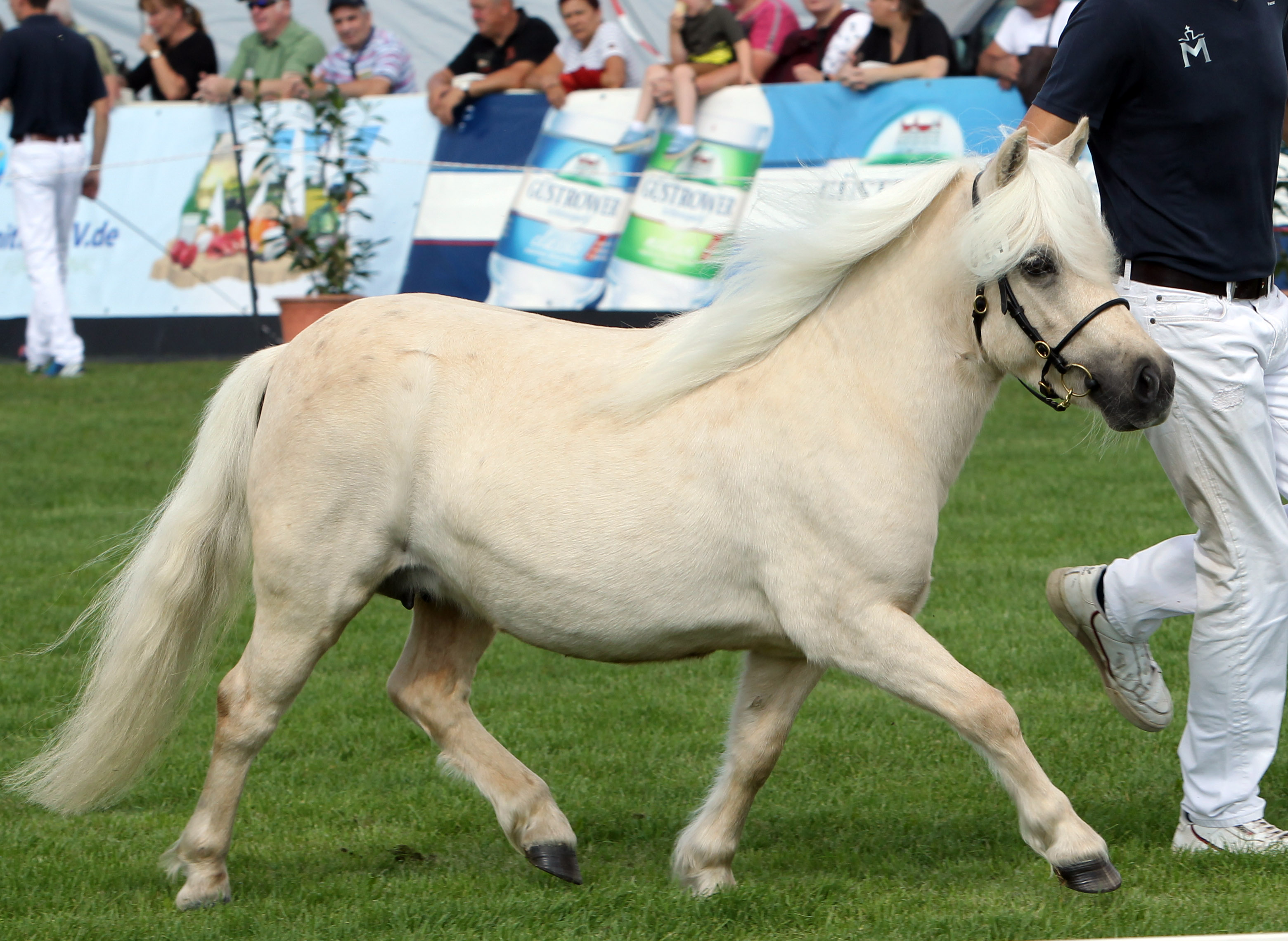 Shetlandpony KASSALIC MADMOISELLE (Zwischenring) von Oakgrove Honey Brunch / Newbarn Piran (Kat.Nr. 14). © Jutta Wego