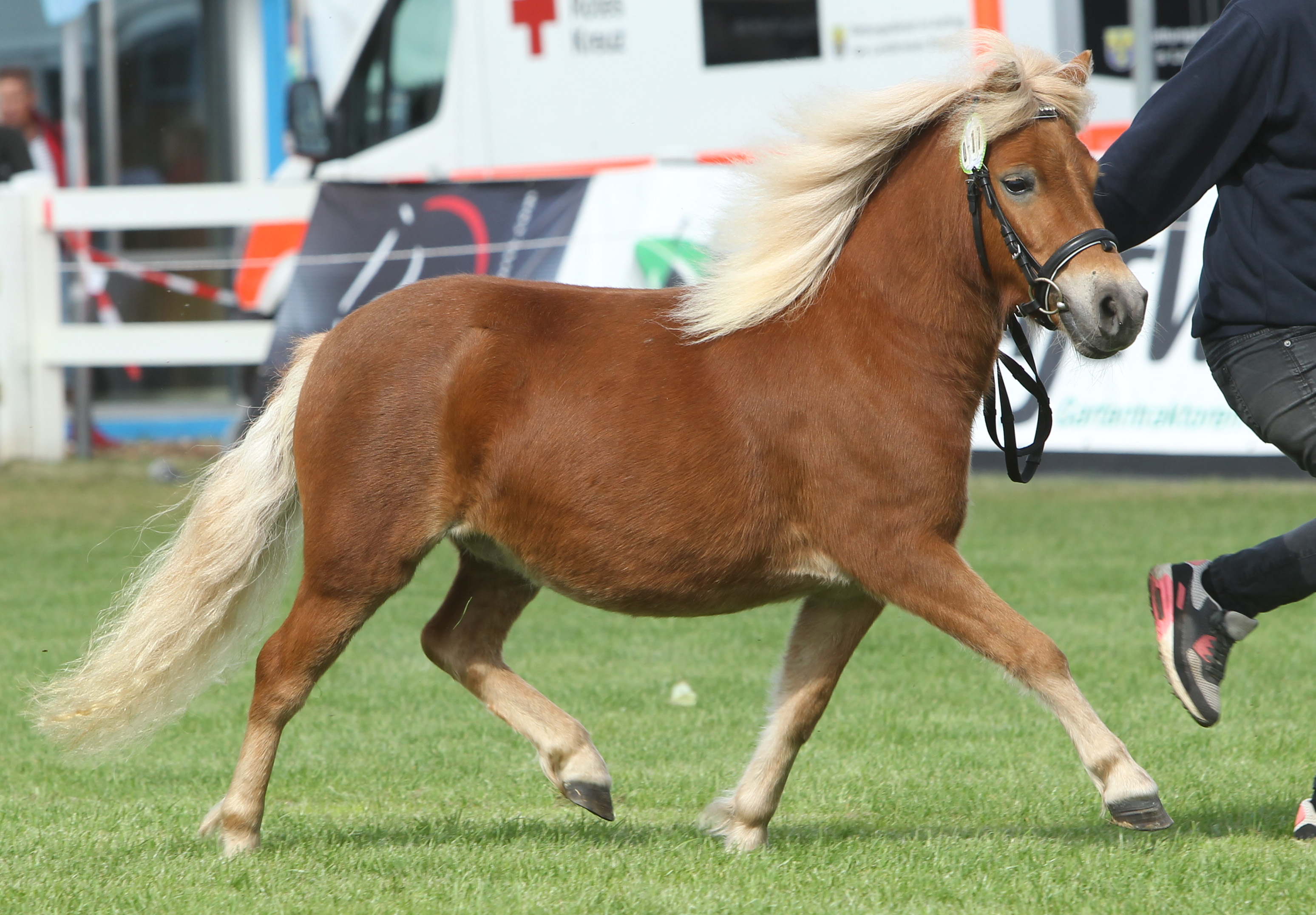 Shetlandpony ELUISE (Zwischenring) von Esteban van de Zandkamp / Narcos van Stal Hurkske (Kat.Nr. 17). © Jutta Wego