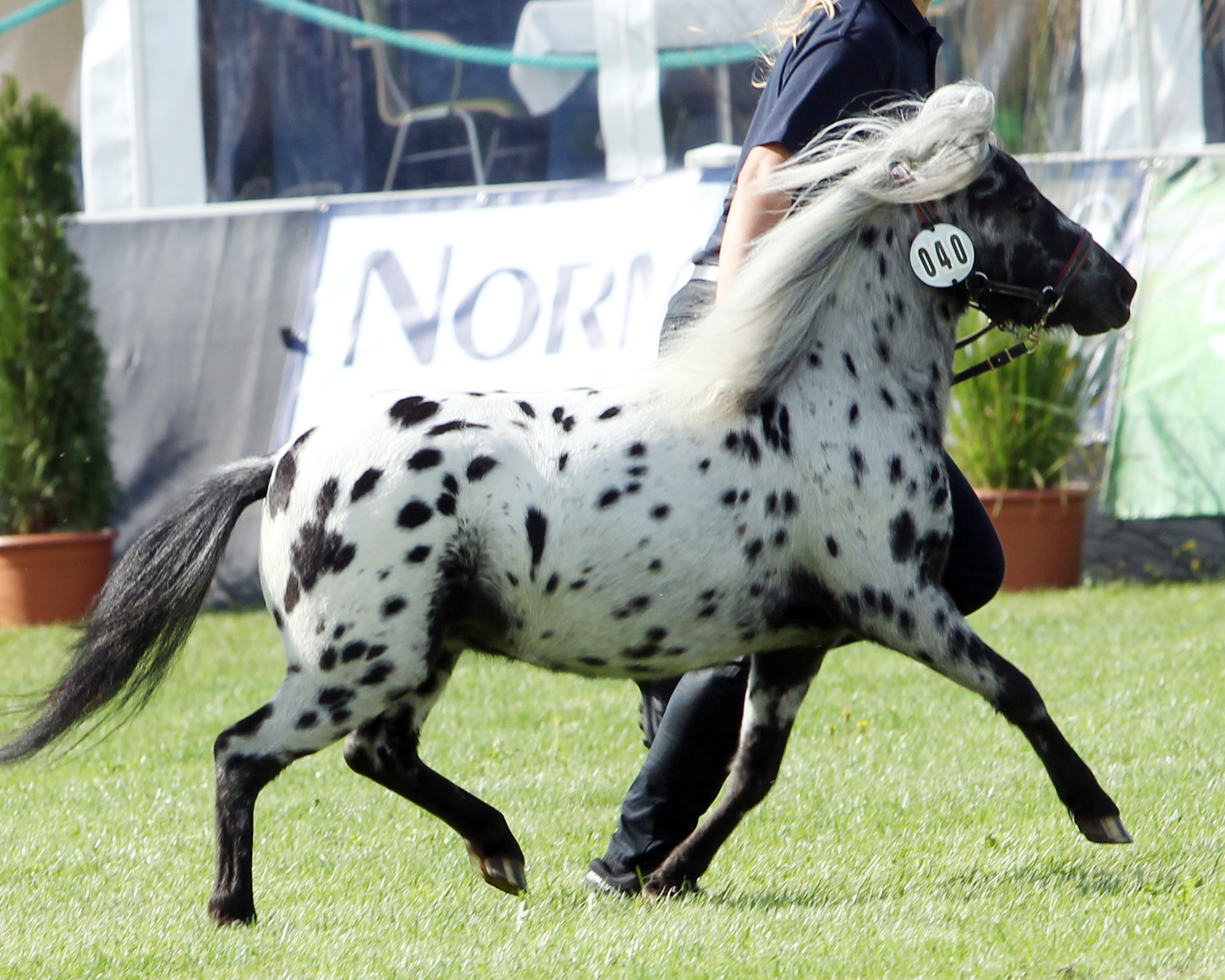 Deutsches Partbred Shetlandpony EMINA (Rassesiegerin) von Mad Max / Franky (Kat.Nr. 40). © Jutta Wego