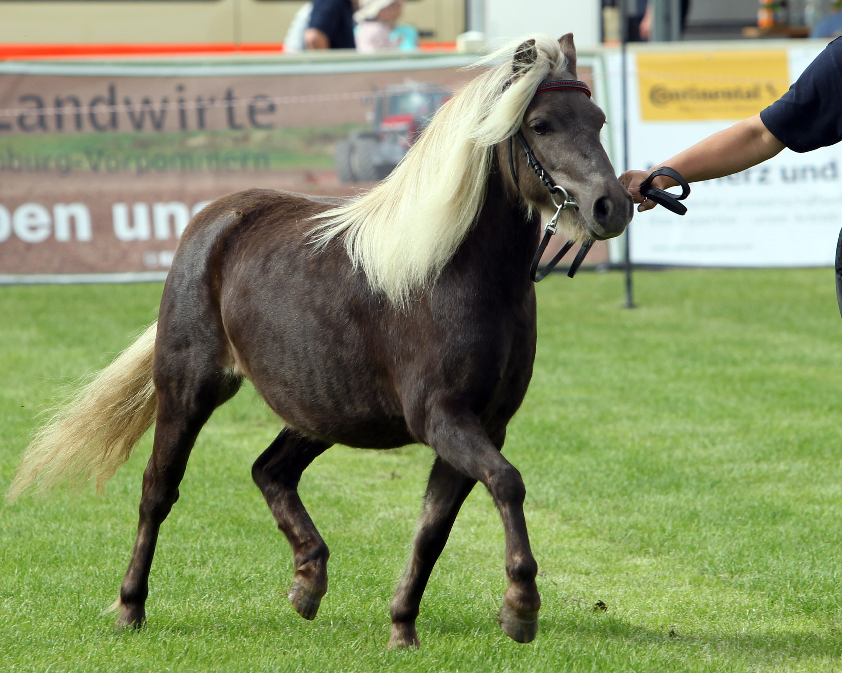 Deutsches Classic Pony BARONIN VON KRUMMESSE (Rassesiegerin) von Jim Beam vom Moritzberg / Jackson (Kat.Nr. 49). © Jutta Wego