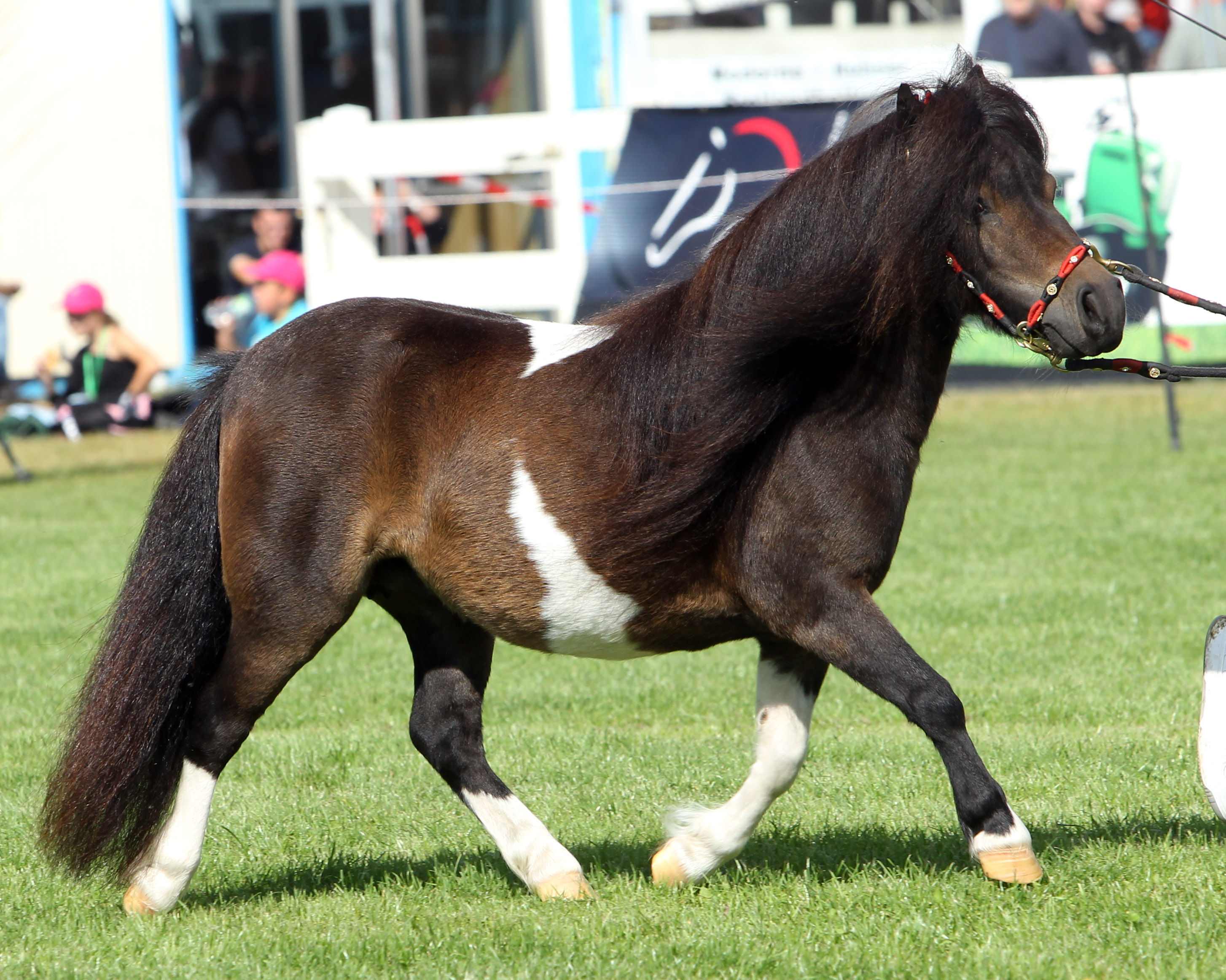 Shetlandpony-Mini NINA VAN STAL MARHÈ (Rassesiegerin) von Fanity van Stal Marhé / Sander van de Hoefslag (Kat.Nr. 114). © Jutta Wego
