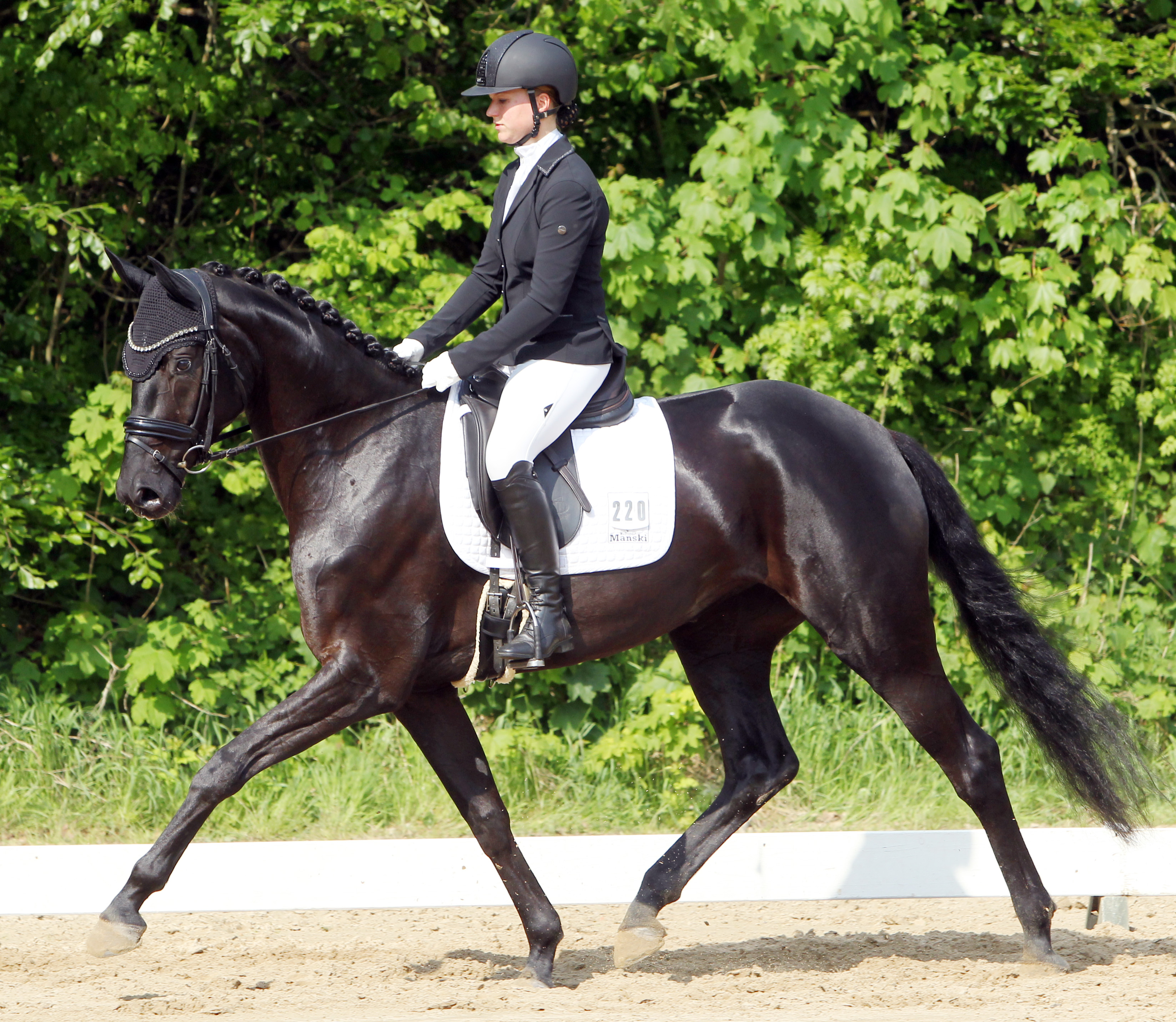 Die 22-jährige Ann-Christin Mehl gewann die Reitpferdeprüfung, die Dressurpferde A auf Mabelle Stella (Foto) und kam ebenfalls insgesamt zu 7 Platzierungen. © Archiv Wego