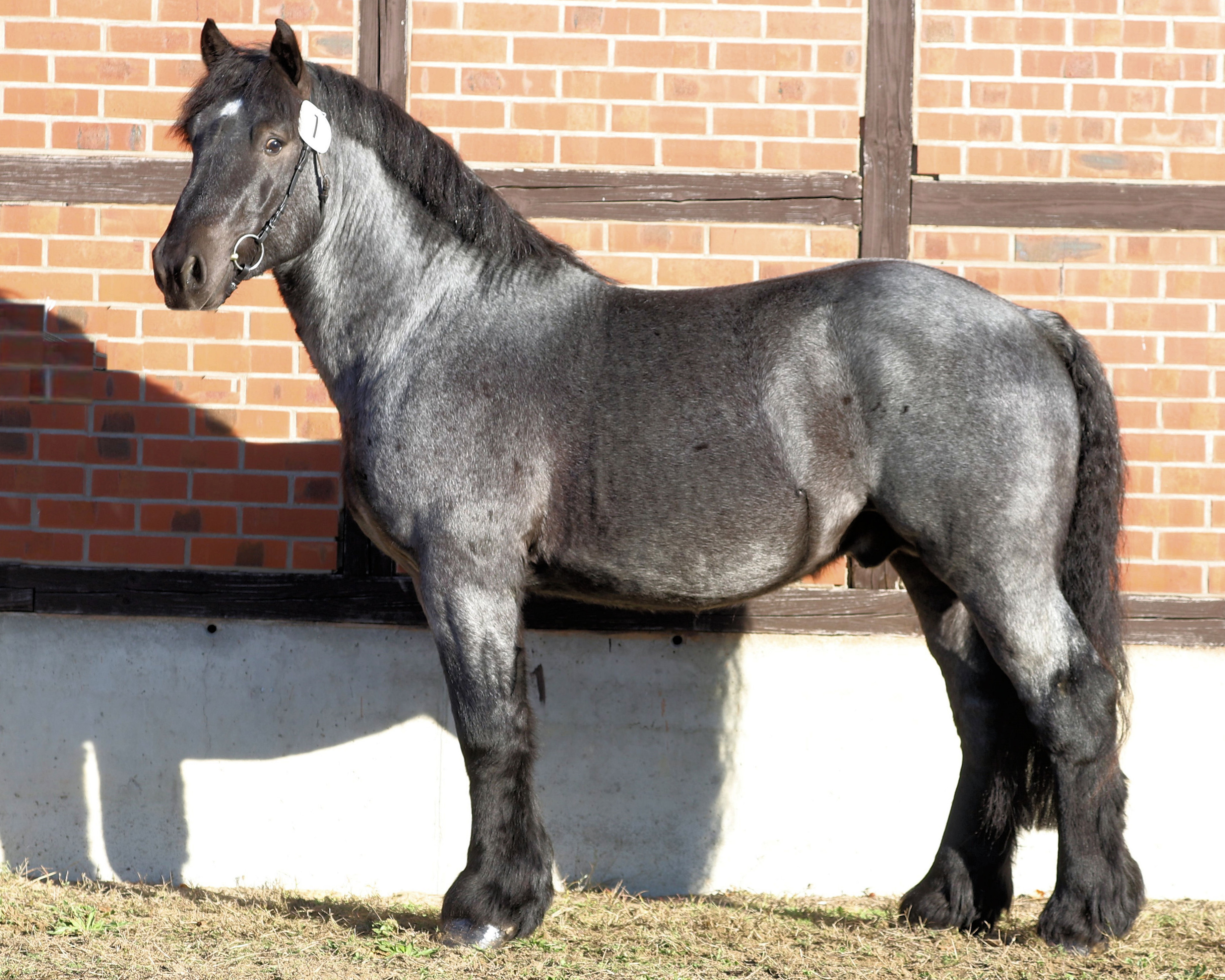 Fünf Hengste hat Christian Platzeck aus Alt Schwerin ausgestellt von denen drei gekört wurden. Dazu gehört auch der von Günther Lüdders in Laschendorf gezogene Louis / Nerlinger / Eberhard II-Sohn (Foto), den Platzeck als Fohlen gekauft hat. © Peter Tendler