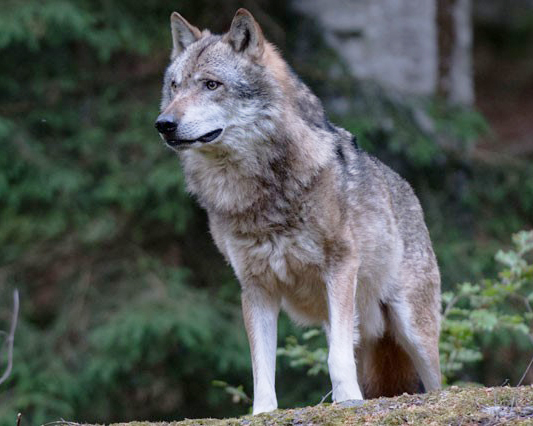 Weidetierhaltung muss klare Priorität vor Wolf haben