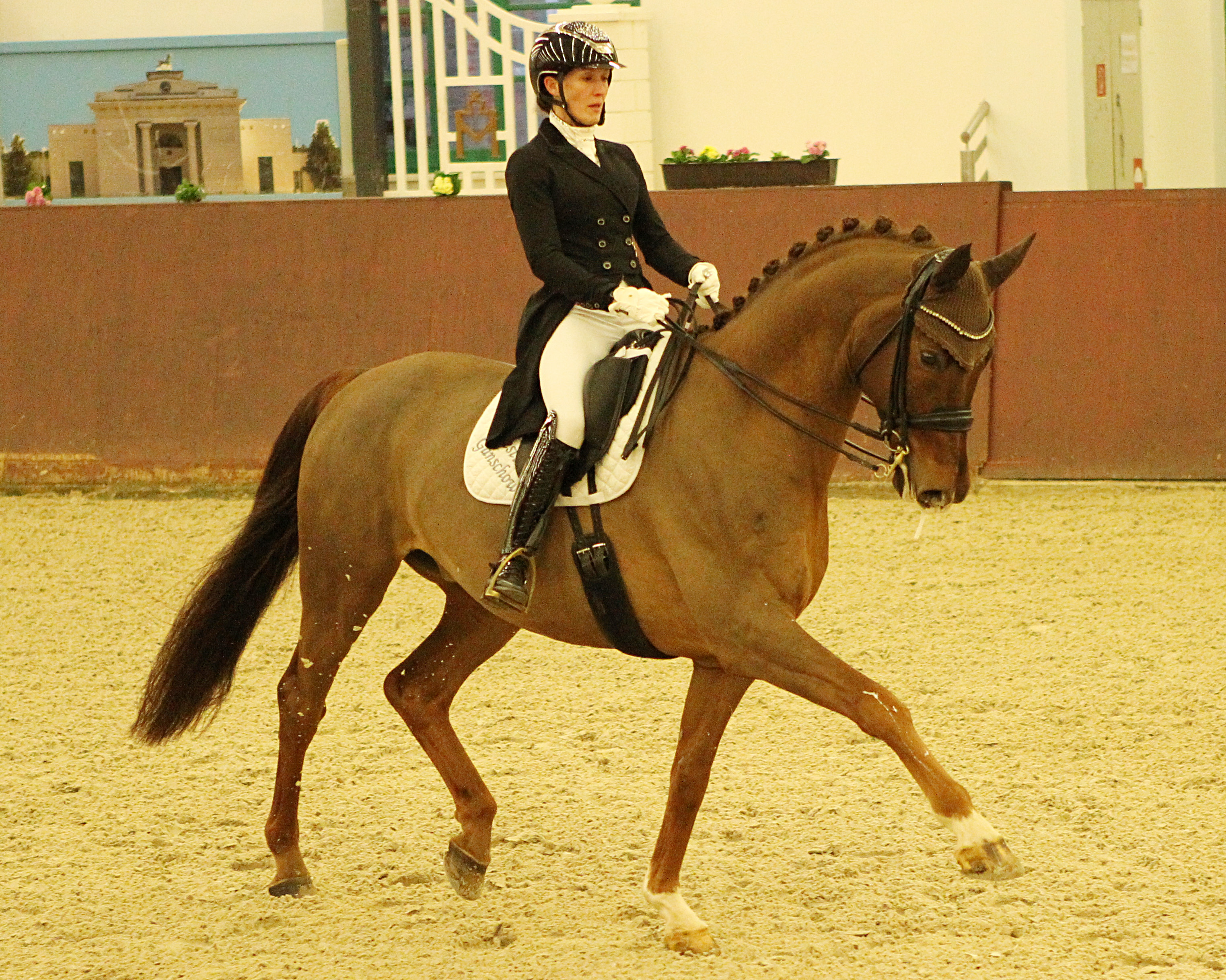 Landesmeisterin Libuse Mencke vom Gestüt Ganschow gewann auf dem 9-jährigen Mecklenburger Silberglanz (v. Sir Galanto) zwei S-Dressuren. © Jutta Wego