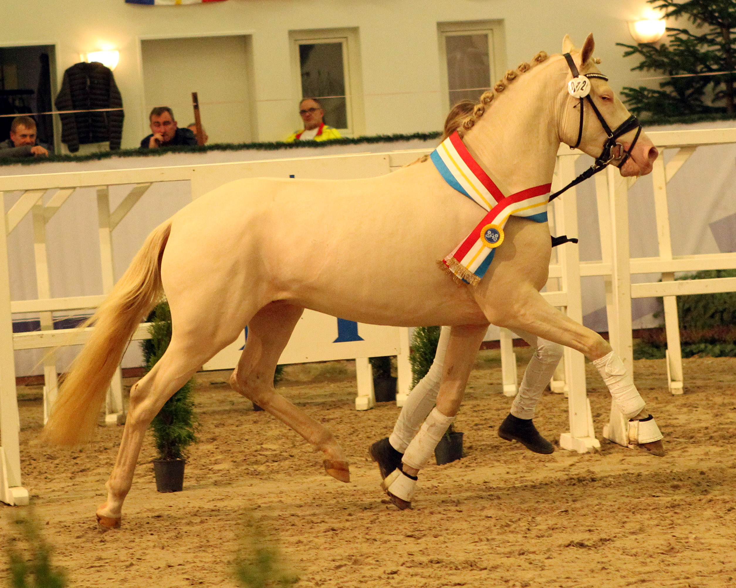Mecklenburger Körtage: Firstclass Valentino ist Ponysieger