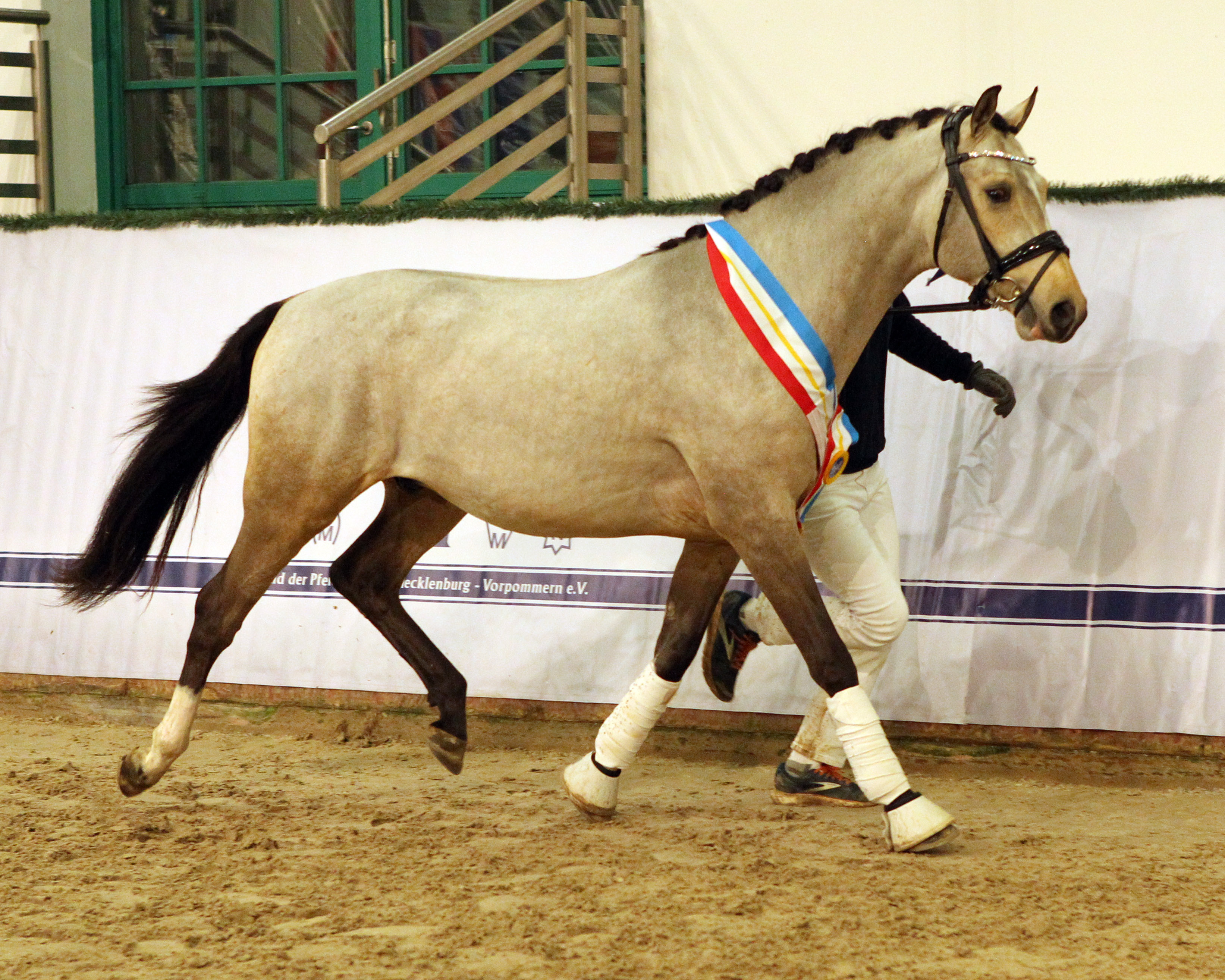 Erster Reservesieger - DR NIGHT SKY von Neverland WE aus einer Steendieks Commander Bond / Halifay (Wel.B)-Mutter (Z.: Carmen Büttner, Struxdorf; A.: Tim Thiel & Volker Benkendorf, Kronprinzenkoog). © Jutta Wego