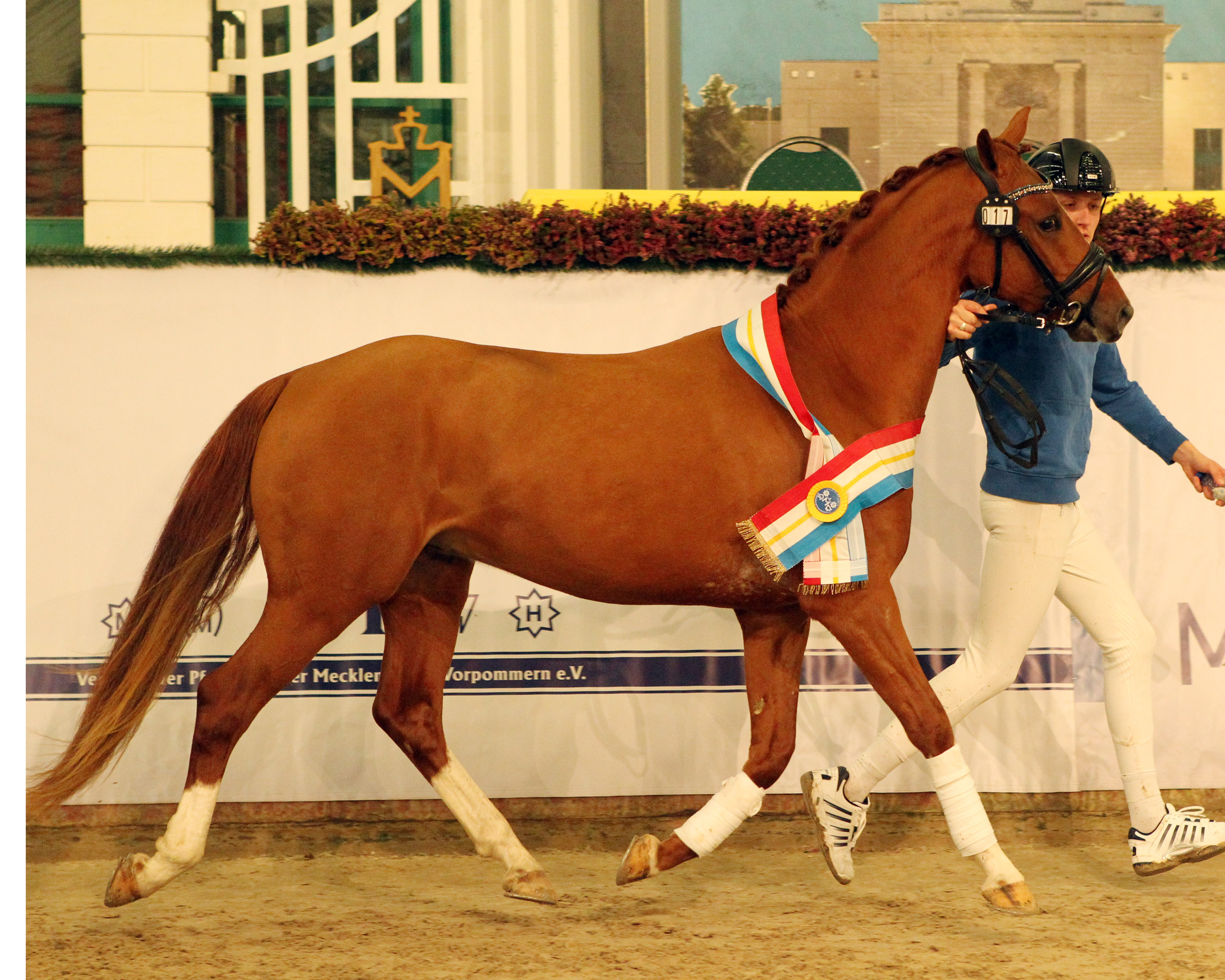 Prämienhengst DR von DSP Cosmo Royale a.d. Elitestute Hilkens Sunny Delight von FS Golden Moonlight / Morbidelli (Z.: Martie de Wert-Peetermann, Bassum; A.: Kelly van Loon, Eindhoven (Niederlande). © Jutta Wego