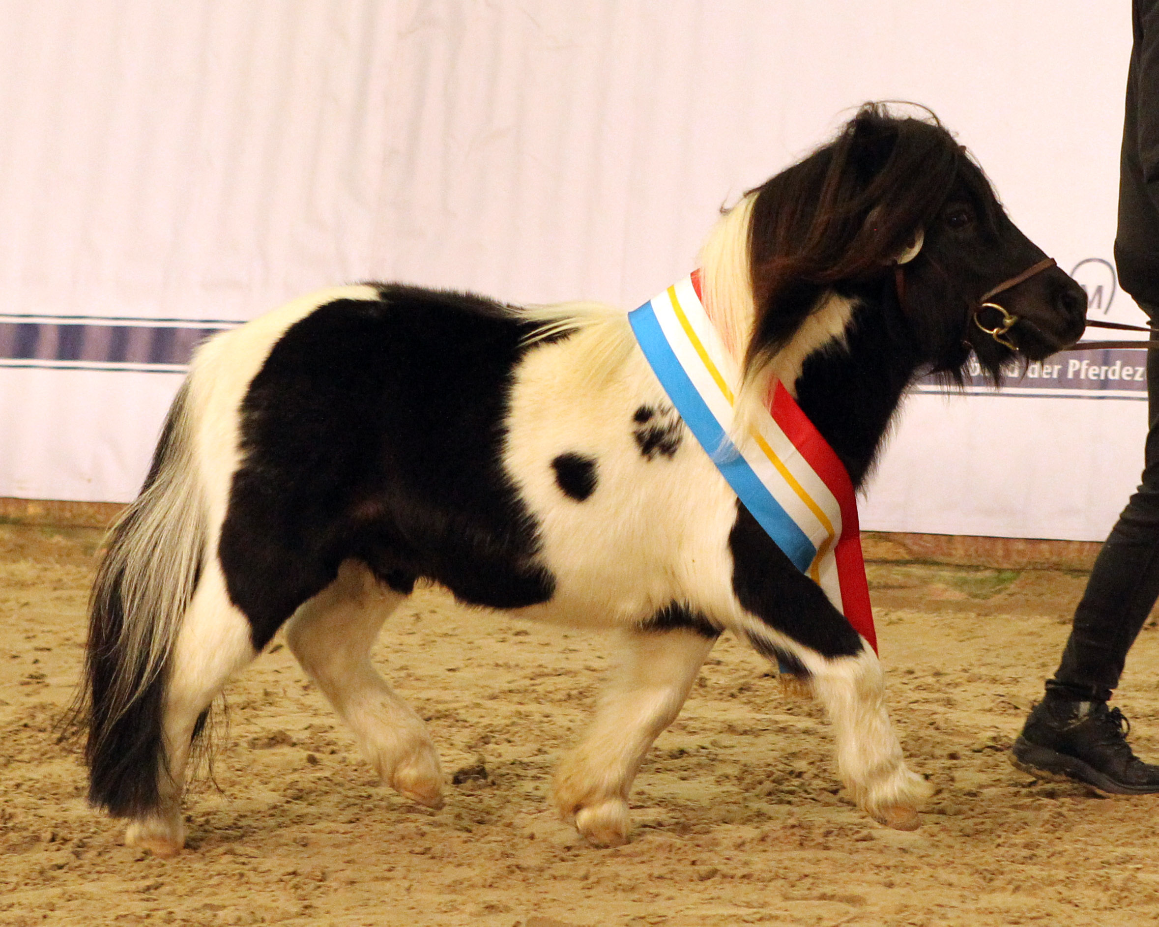 Prämienhengst ShetMin. PEPINO VOM JÄGERKRUG von Prinz Paul B a.d. Elmhorst Sunlight v. Merrylees High Flyer / Skyrack Stroller (Z.: Tina Mensing, Raddestorf; A.: Andrea Otte, Hohne (Niedersachsen). © Jutta Wego