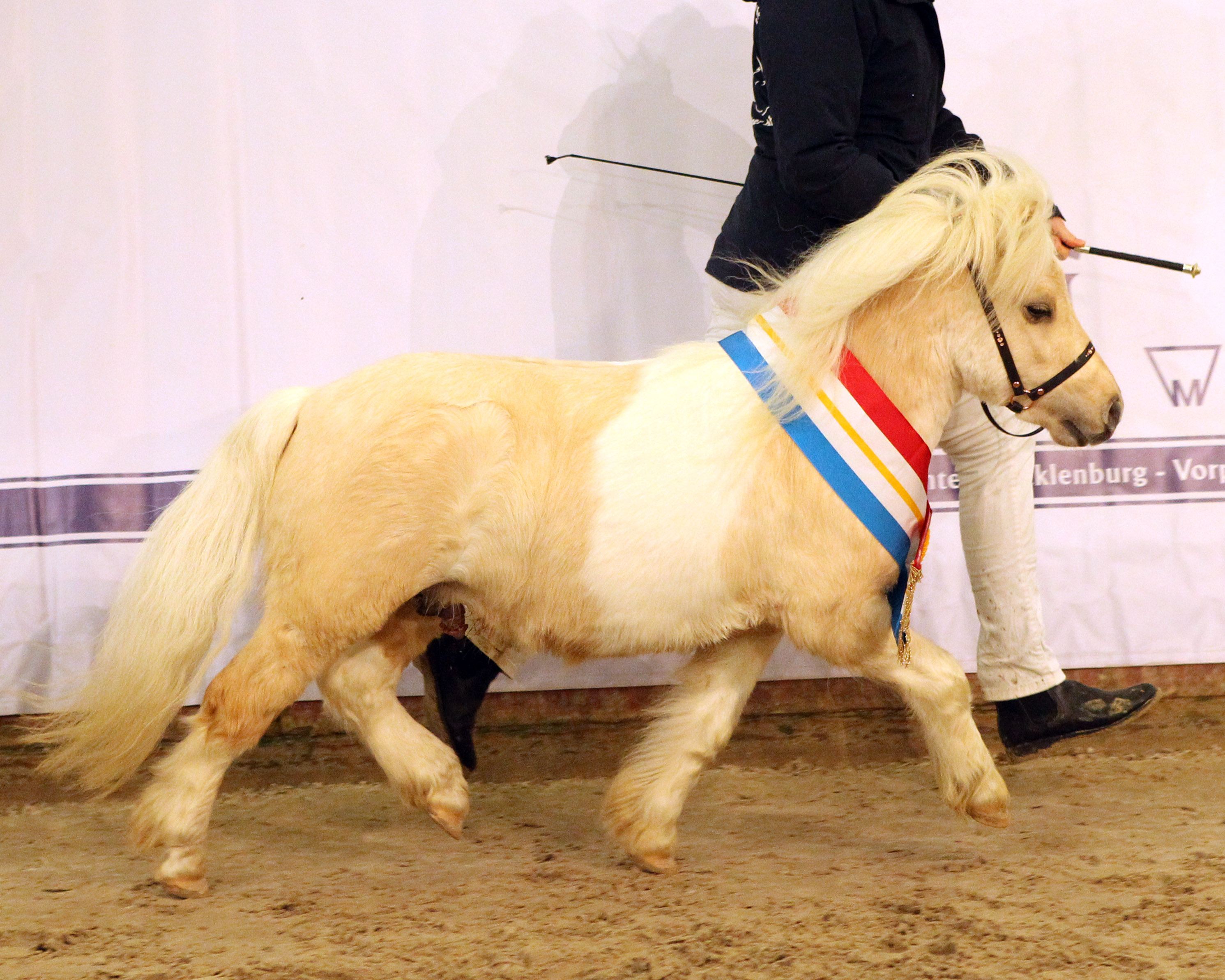 Prämienhengst ShetMin. ELIJAH VON DEN ALLEEGÄRTEN v. Elmhorst Elliot a.d. Schalenburgs Diva v. Prince van de Wijzend / Oldaport Carl (Z.:u.A.: Rainer & Susanne Kohl, Brüel. © Jutta Wego