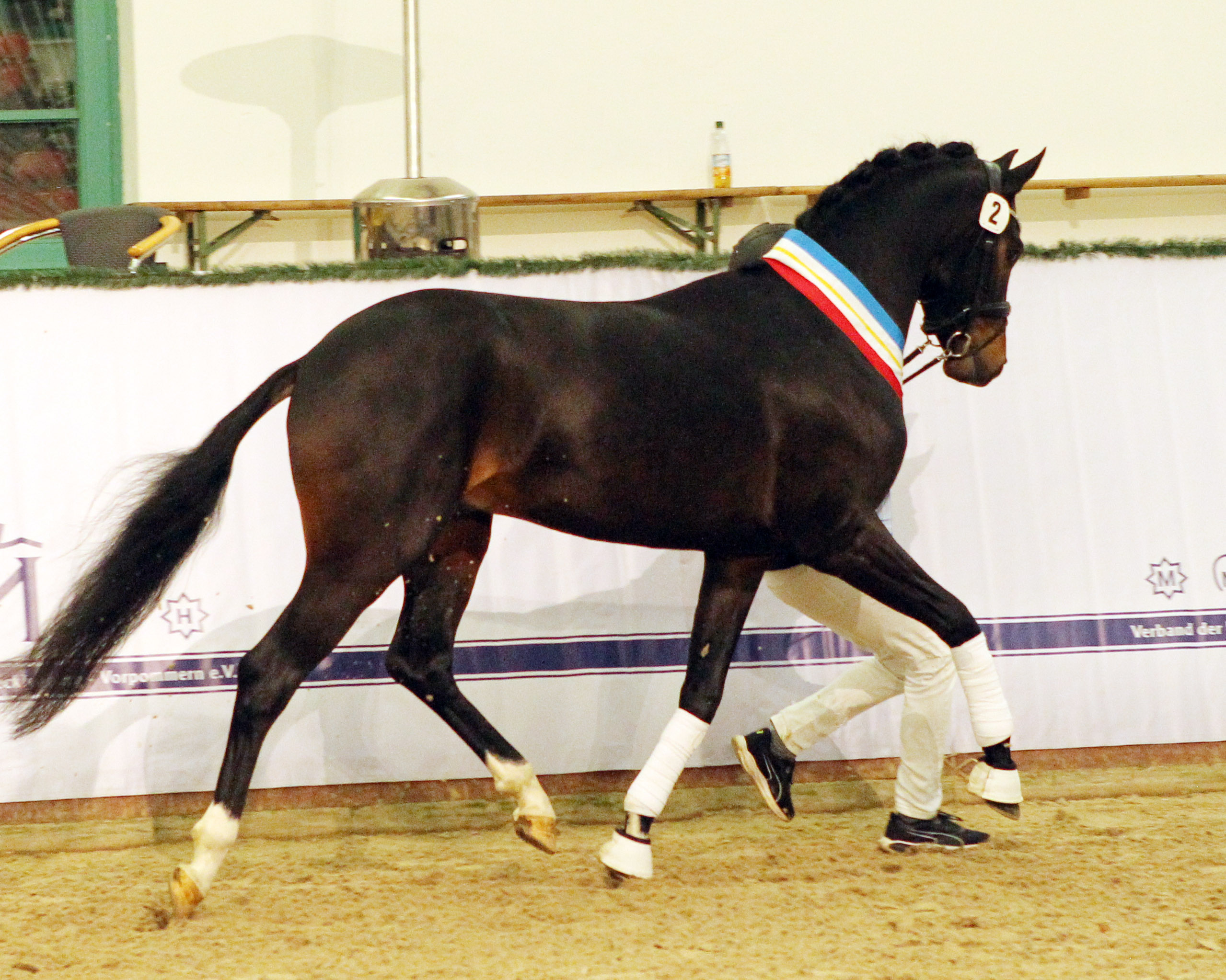 Prämiert: Kat.Nr. 2, Hannoveraner von Birmingham / Fürstenball / Dressage Royal (Züchter Dr. Jens Oetjen, Weyhe/NS).© Jutta Wego