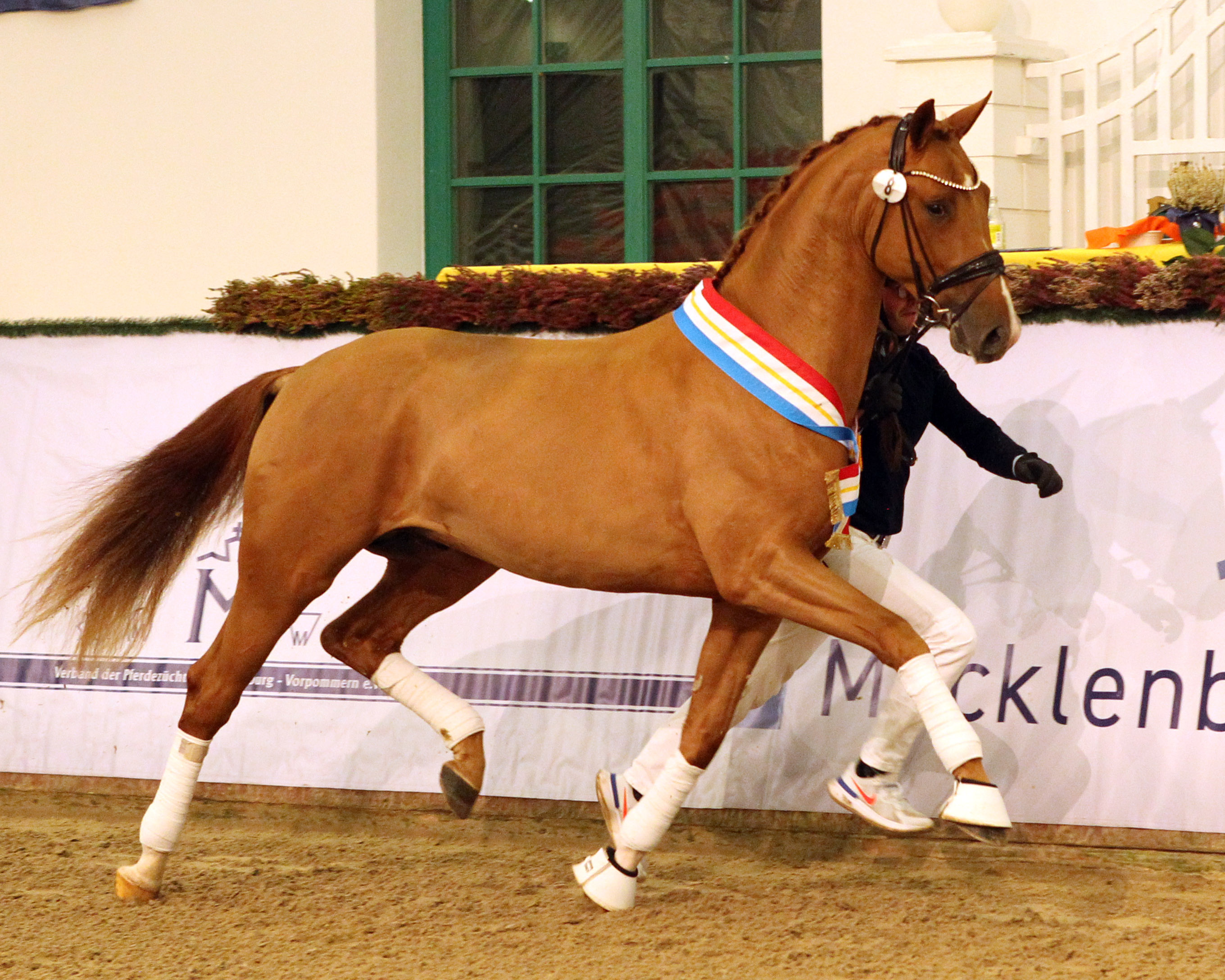 Prämiert: Kat.Nr. 8, Westfale von De Niro Gold / Abendtanz/T. / Dr.Doolittle (Züchter Katharina Hadeler, Rahden/NRW). © Jutta Wego