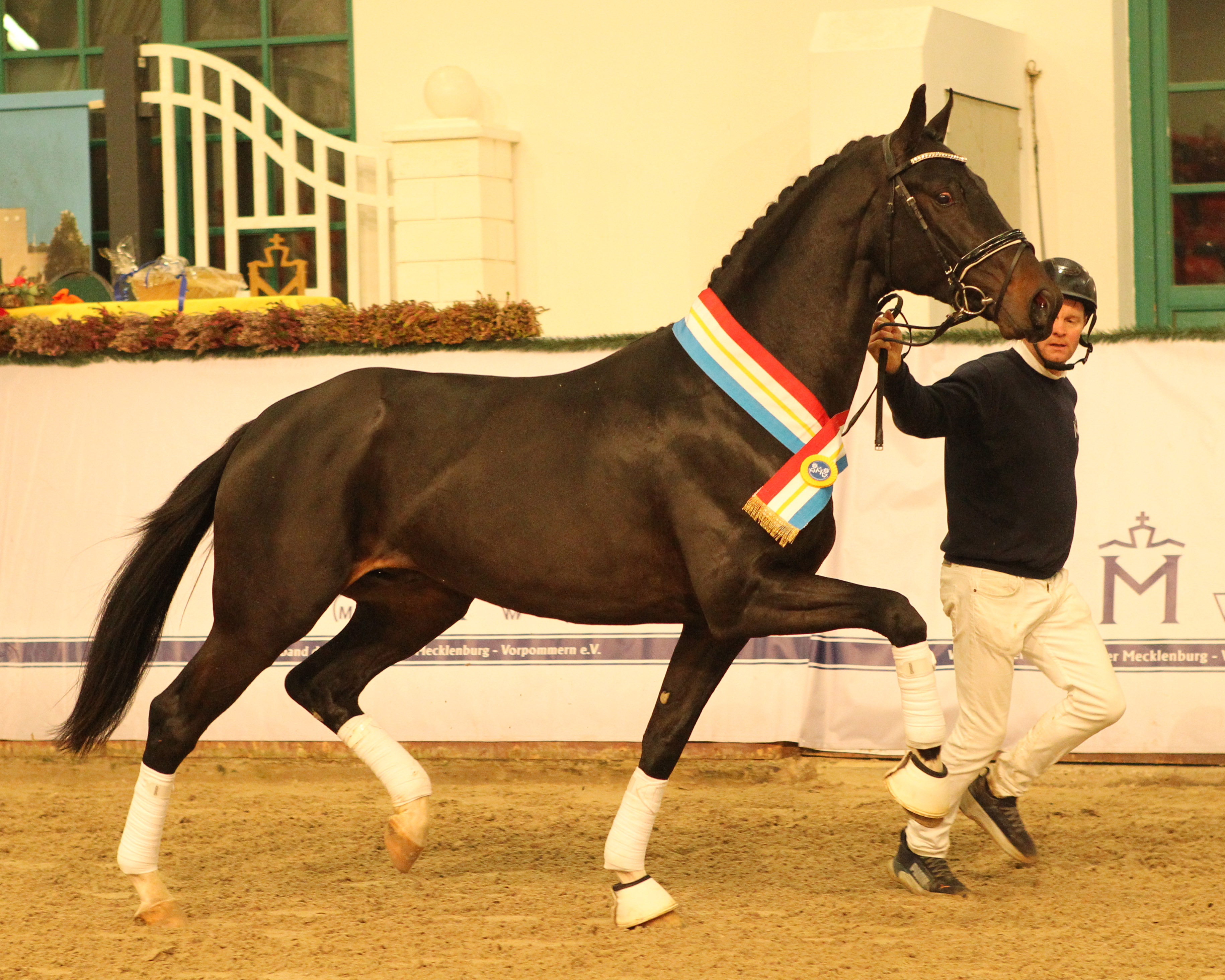 Prämiert: Kat.Nr. 10, Hannoveraner von Diamond First / Christ / Hohenstein/T. (Züchter Simone Walke, Wrestedt/NS). © Jutta Wego