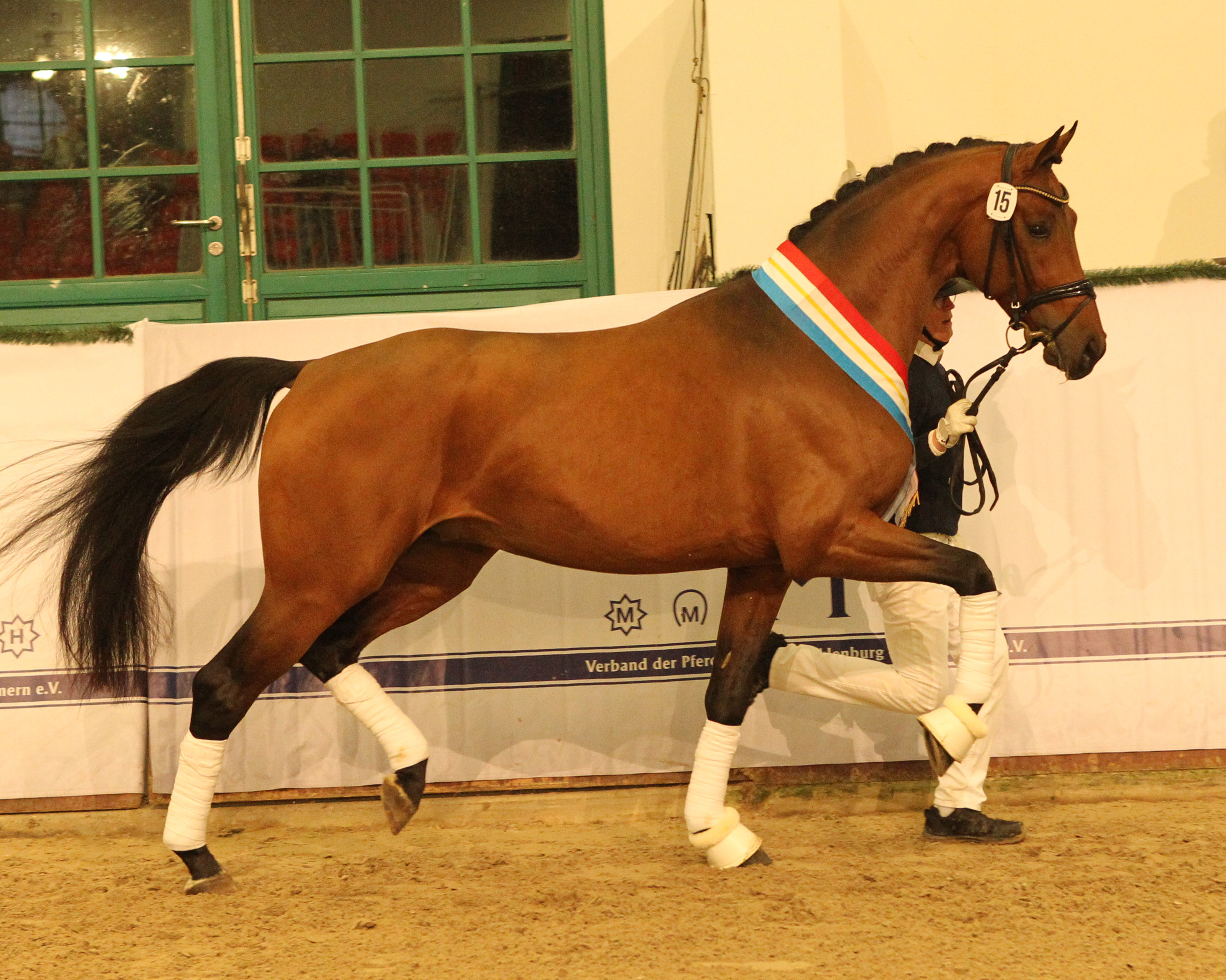 Prämiert: Kat.Nr. 15, Oldenburger von Dynamic Dream / Franklin / Fürst Romancier (Züchter Gestüt Lewitz, Steinfeld/NS). © Jutta Wego