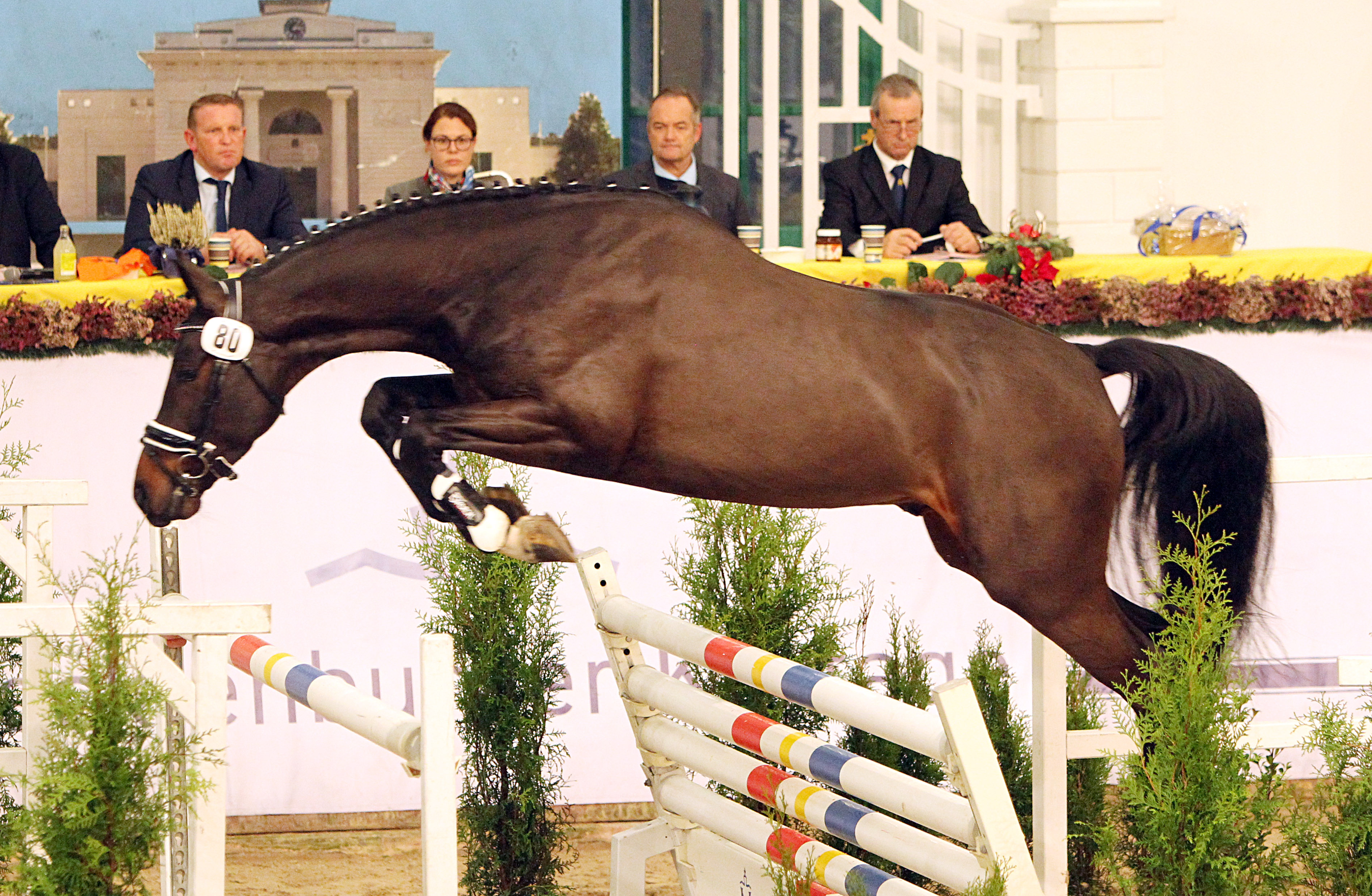 1b-prämiert: Kat.Nr. 80, Dänisches Warmblut von Kannan / Chacco-Blue / Acord II (Züchter Familien Camitz/DK). © Jutta Wego
