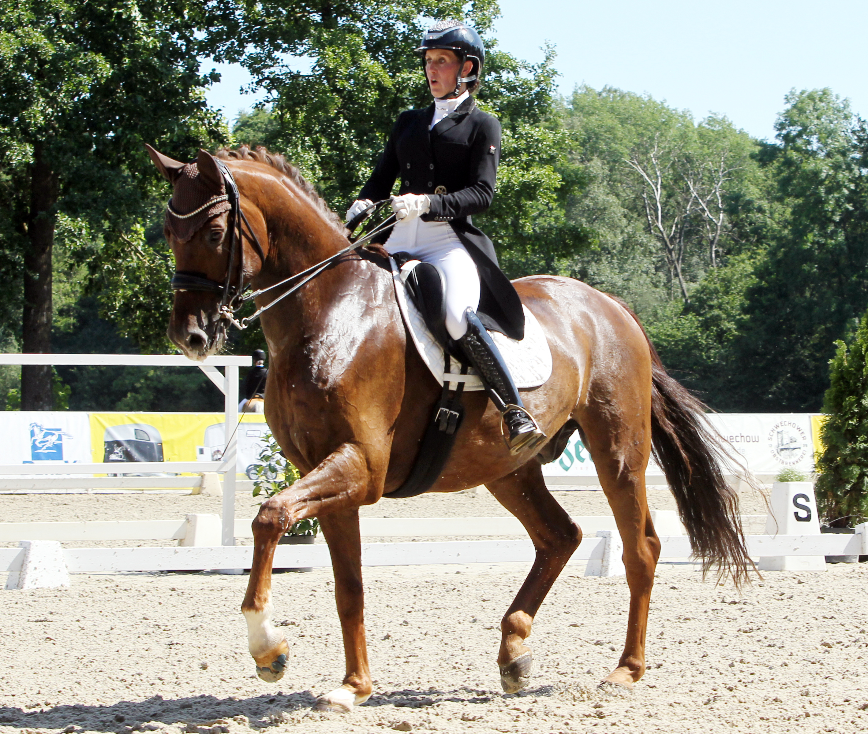 Den 3. Platz im Dressurranking nimmt mit 1.763 Euro der Ganschow Silberglanz (Sir Galanto I / Swarovski) ein, den Landesmeisterin Libuse Mencke zu 13 S-Platzierungen ritt, darunter 6 Siege. © Jutta Wego