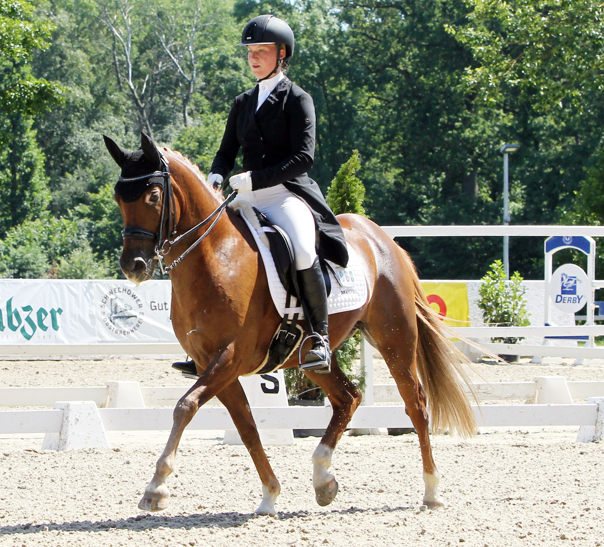 Erfolgreichstes Mecklenburger Pony (Dressur u. insgesamt) ist der 12-jährige Domino (Top Dubidu / Don Joshi AT), gezogen von Elke & Armin Spierling, Neuenkirchen. Ann-Christin Mehl (Zingst) gewann mit ihm 2.240 Euro. © Jutta Wego