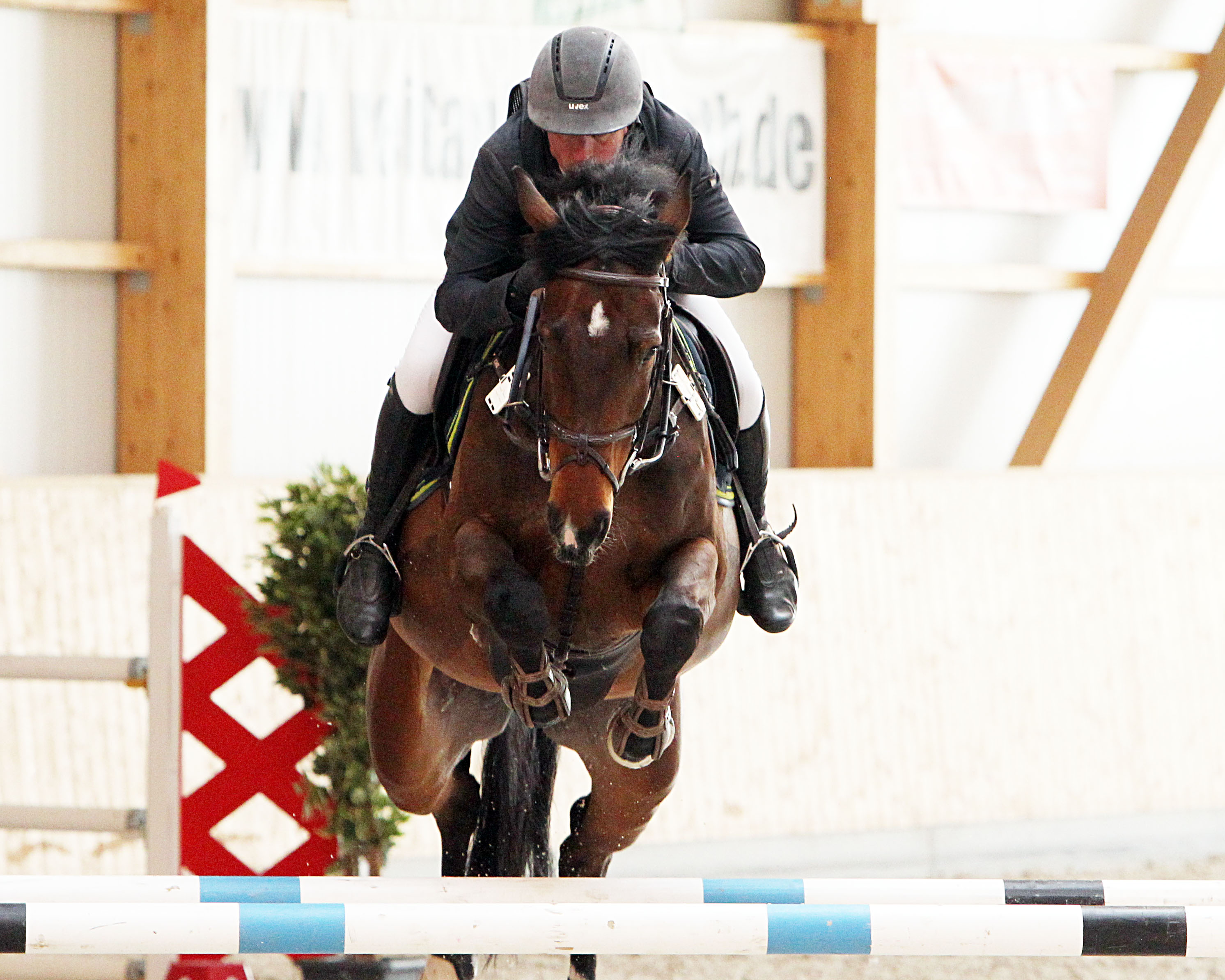 In den M-Springen am Sonntag war der 53-jährige Jörg Möller aus Garlitz mit der selbstgezogenen 7-jährigen Stute Cornets Lady (v. Cornet Obolensky) mit zwei Siegen nicht zu bezwingen. © Jutta Wego