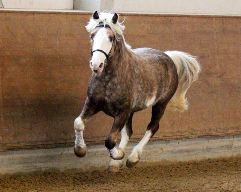 Kat.Nr. 1: Welsh Cob von Lliwgarcobs Golden Blue Moon x Neuaddparc Blushing Bride.