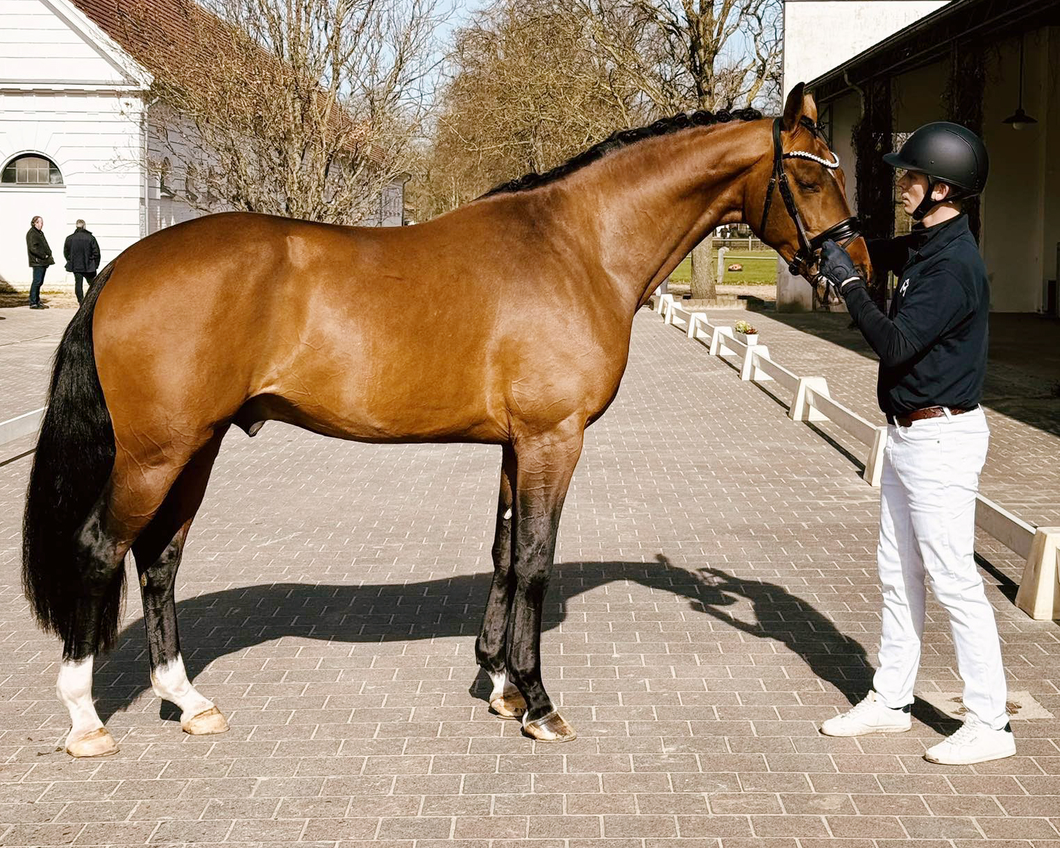 Kat.Nr. 5 Warmbluthengst von Vaderland x De Niro.