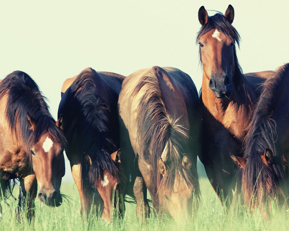 #doitride - ist eine Bewegung für das Pferdewohl - Foto: Canva