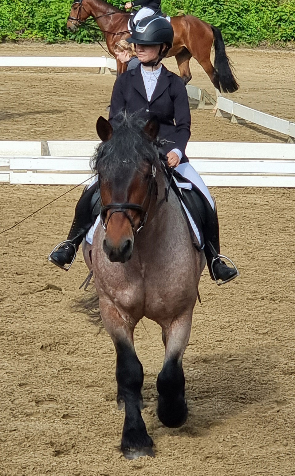 Im Dressurviereck sah man auch einen Kaltbluthengst. Nemo wurde von Lea Schumacher aus Strahlendorf geritten. J. Wego