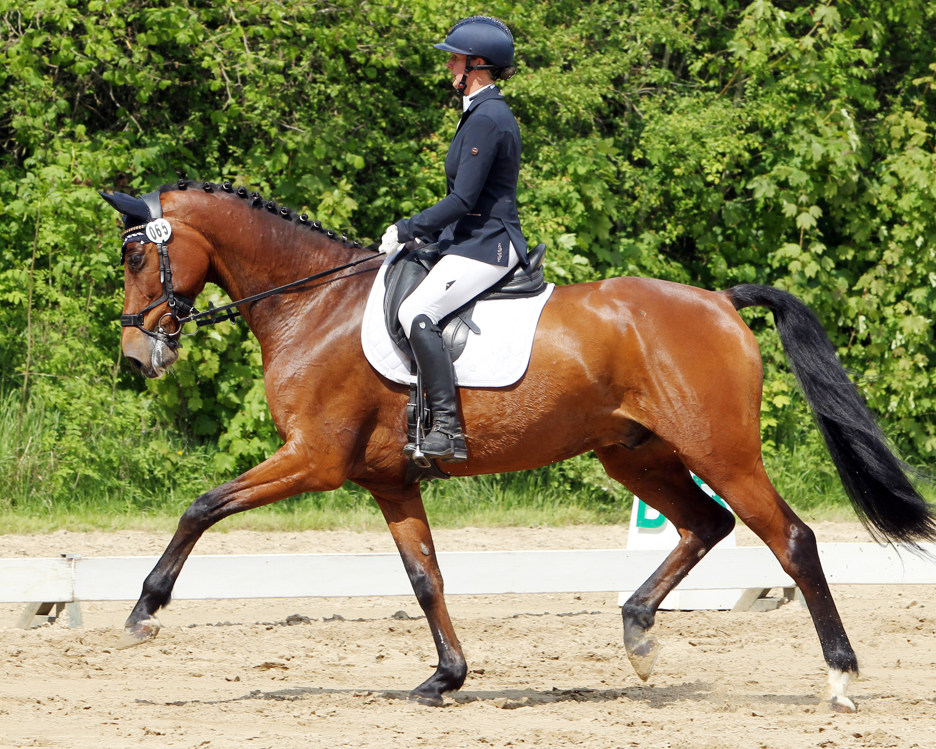 In den L-Dressuren von Alt Bukow wird auch Maria Zahn vom Reitclub Reez mit Cassitino an den Start gehen. © J.Wego