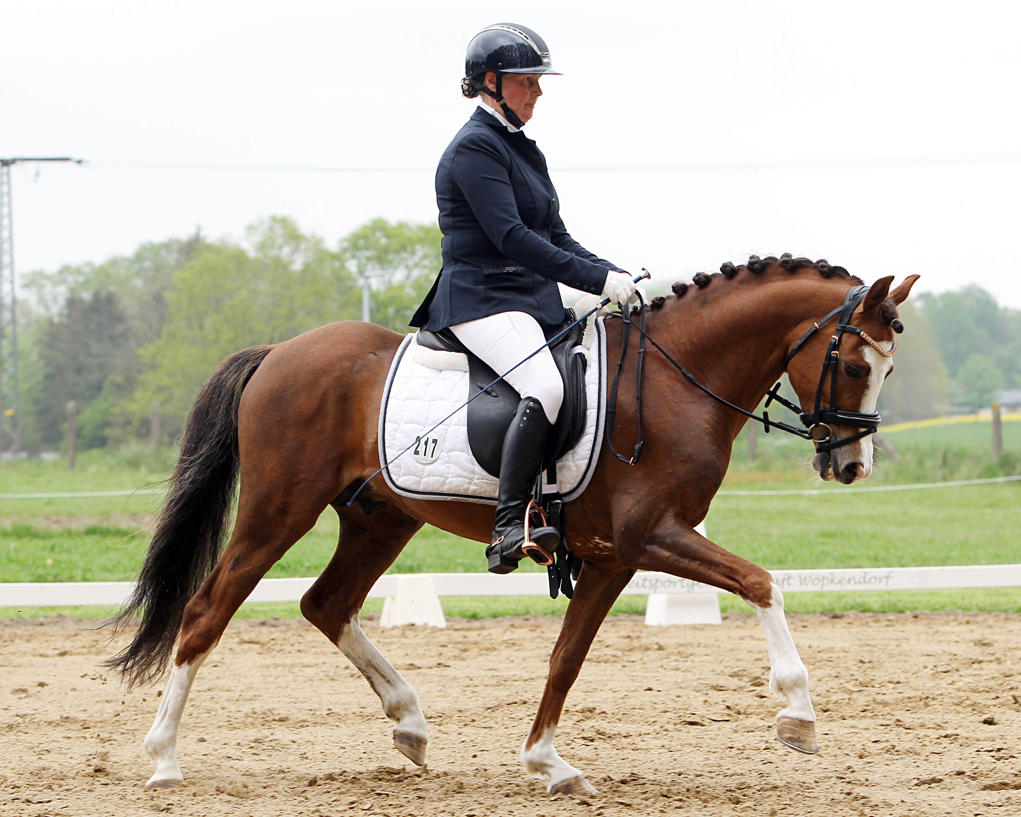 Beide L-Dressuren in Poseritz wurden von Jana Behning (Zingst) gewonnen. Mit dem Ponyhengst Ille’s Baumann gewann sie die Aufgabe L5. © J.Wego
