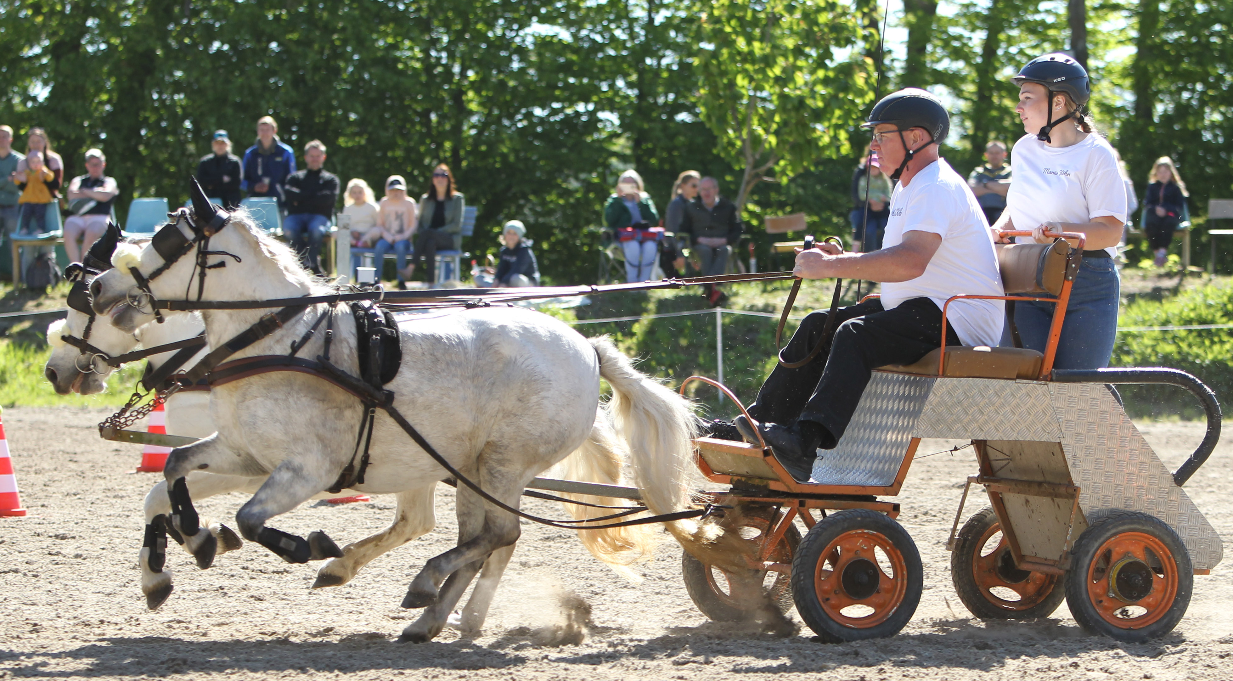 Ralf Köhn aus Garz wiederholte seinen Sieg im Hindernisfahren aus dem Vorjahr mit den Ponys Inge und Sabrina und darf sich erneut Rügen-Meister nennen. © J.Wego