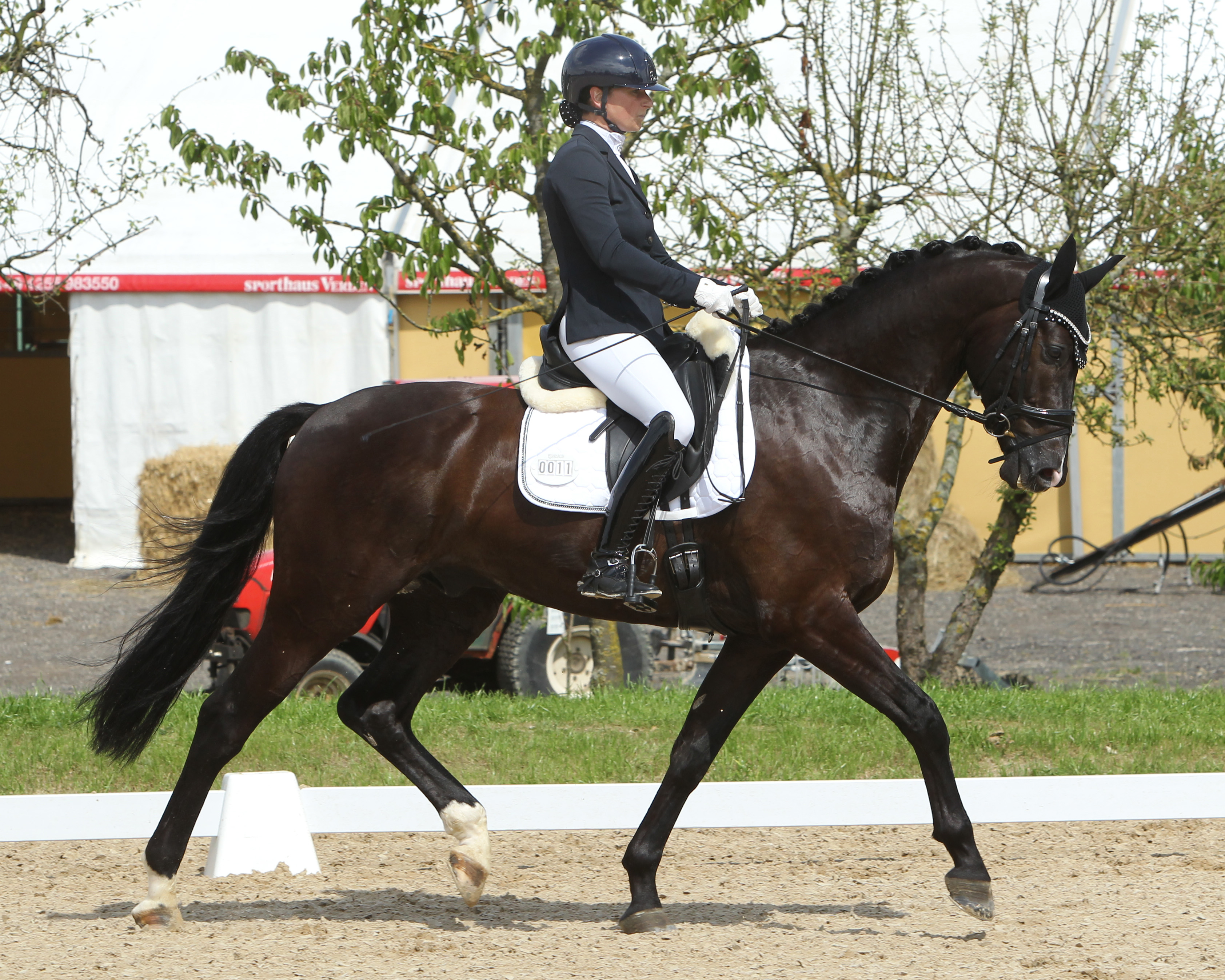 Black Hope (v. Bernay x Repertoire) 6-jähriger Dressur-Champion mit Susanne Voß. © J.Wego