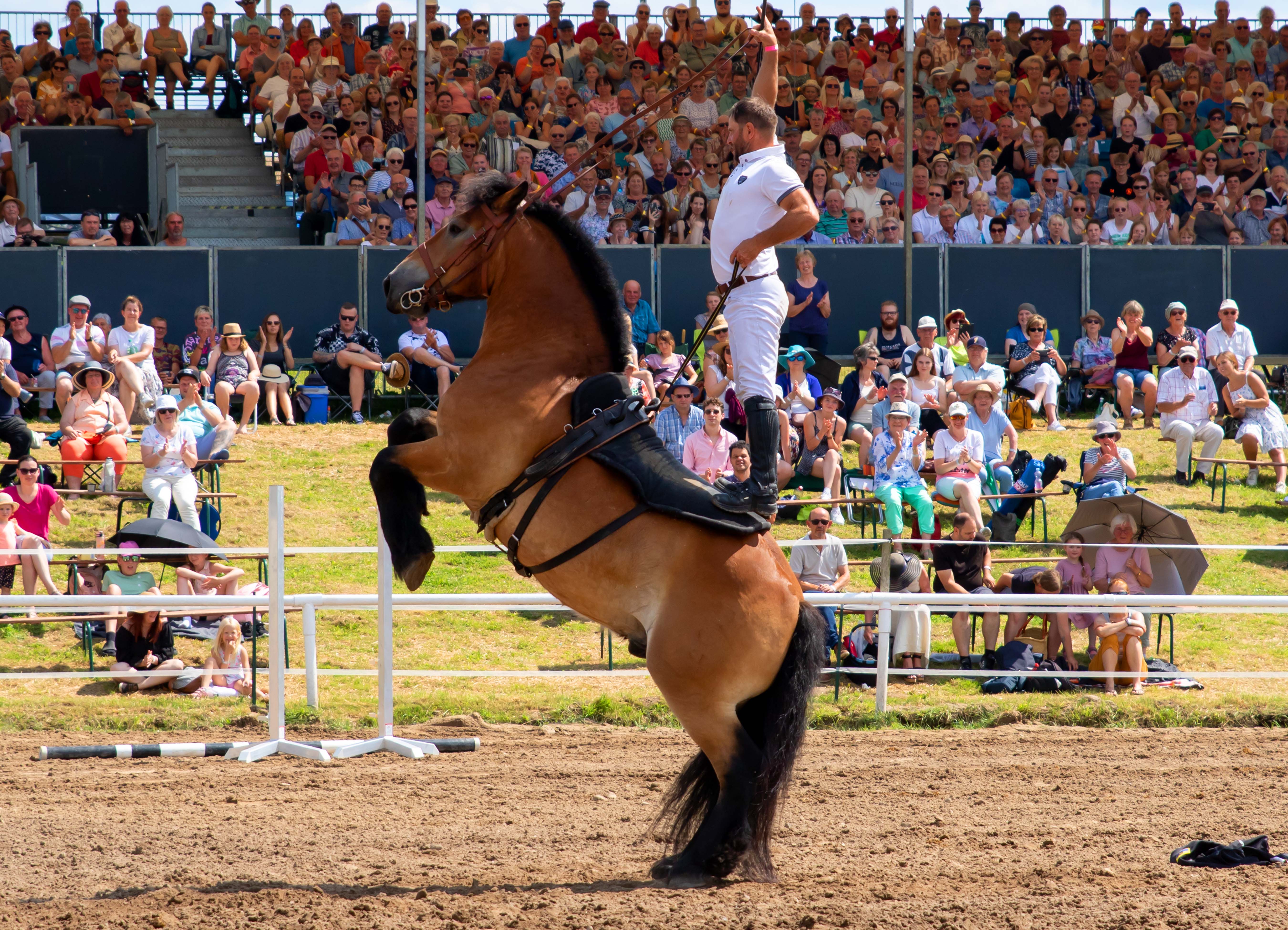 Der Ukrainer Viktor mit seinem Rheinisch Deutschen Kaltblüter Herrmann bei sehenswerten Stunts.