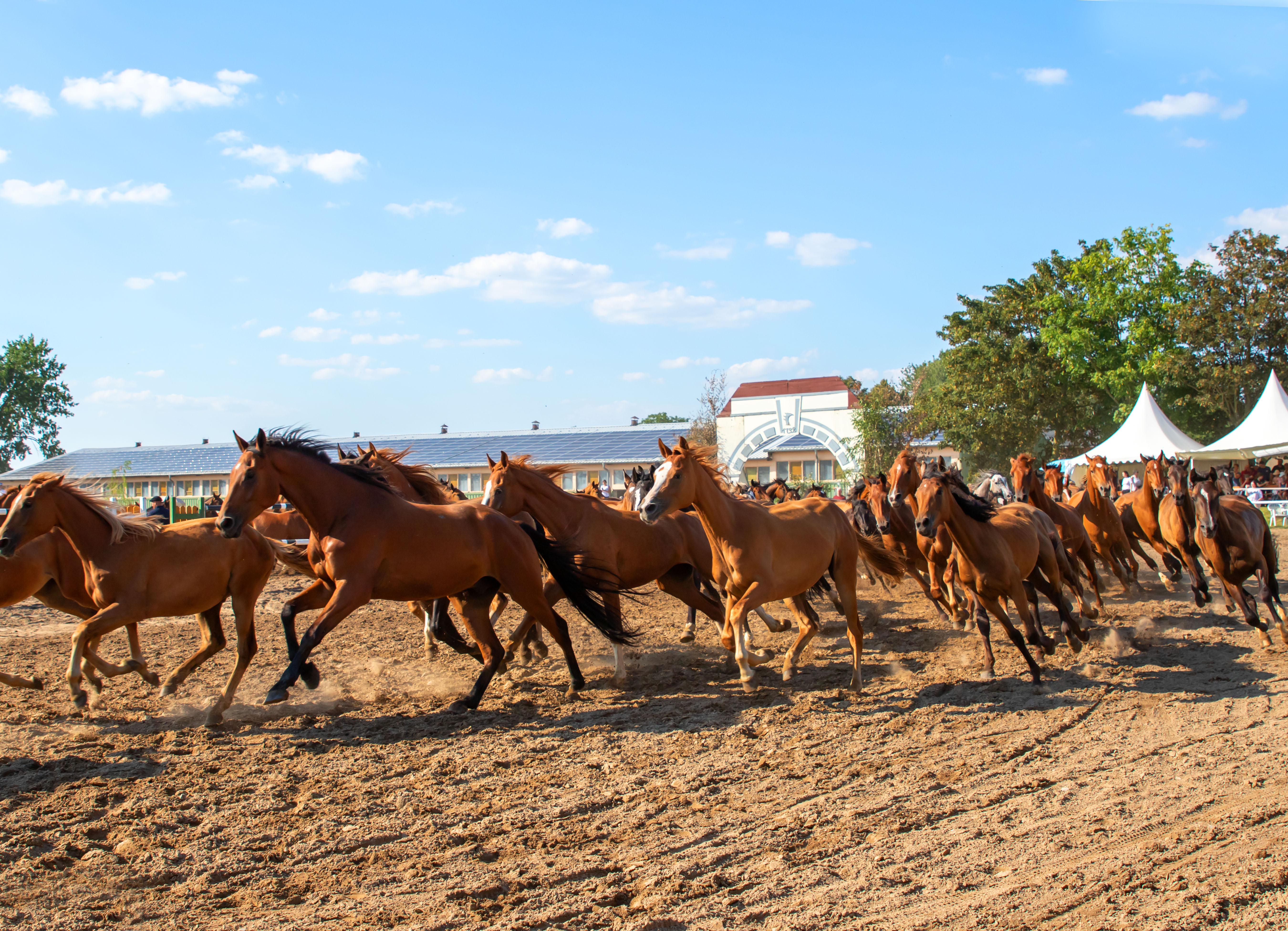 Die freilaufende Pferdeherde galoppiert durch das stilisierte Tor des ehemaligen Trakehner-Gestütes und symbolisiert die Zeit als Trakehnen die bedeutendste Pferdezuchtstätte der Welt war. Stimmgewaltig und unnachahmlich berührt Friedhelm Mencke damit die Gemüter und Herzen der Menschen.