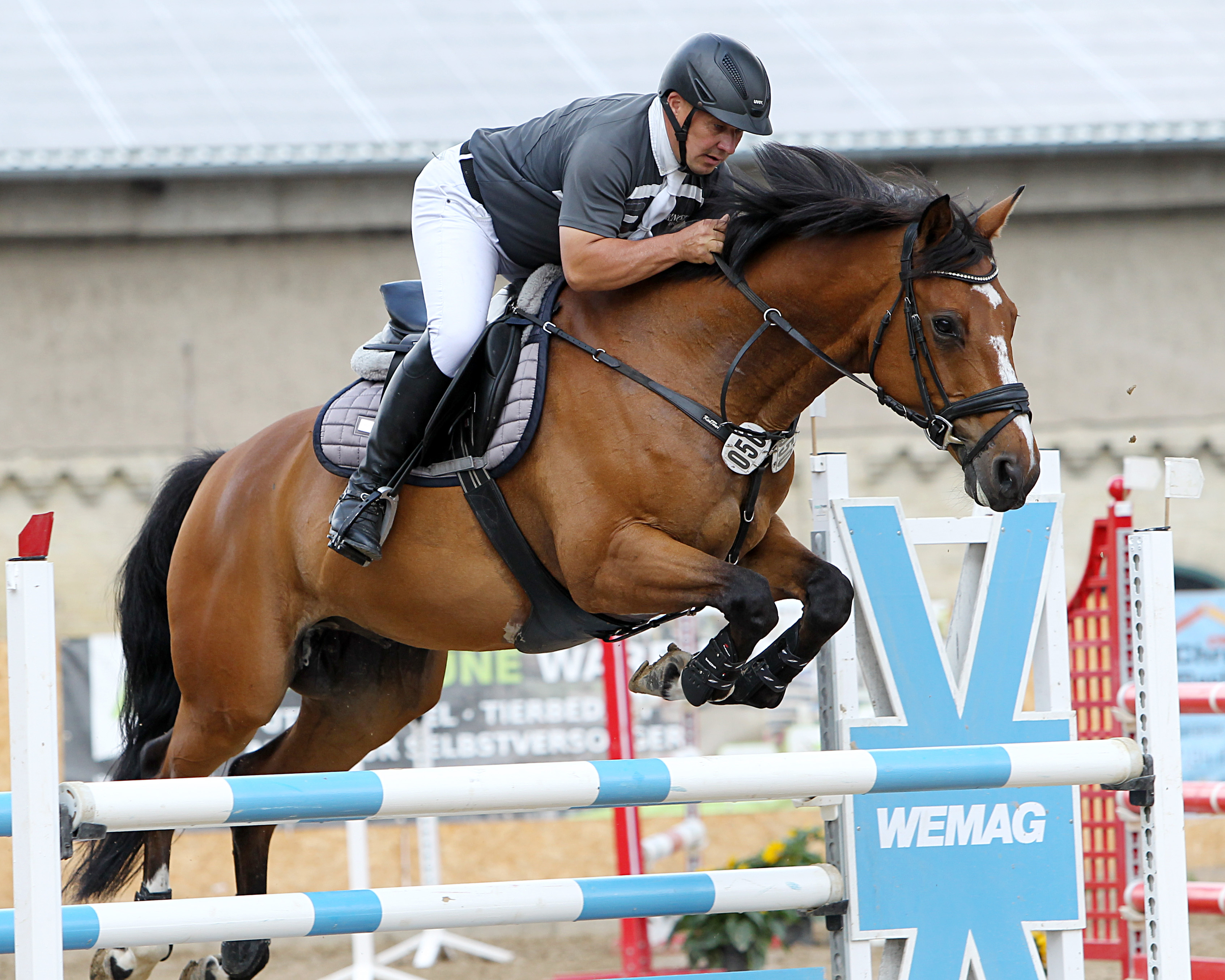 Sieg auf Calimbo (Foto) und Platz auf Cronau für Enrico Finck (Zehlendorf) im Zwei-Phasen-Springen Klasse L. © J.Wego