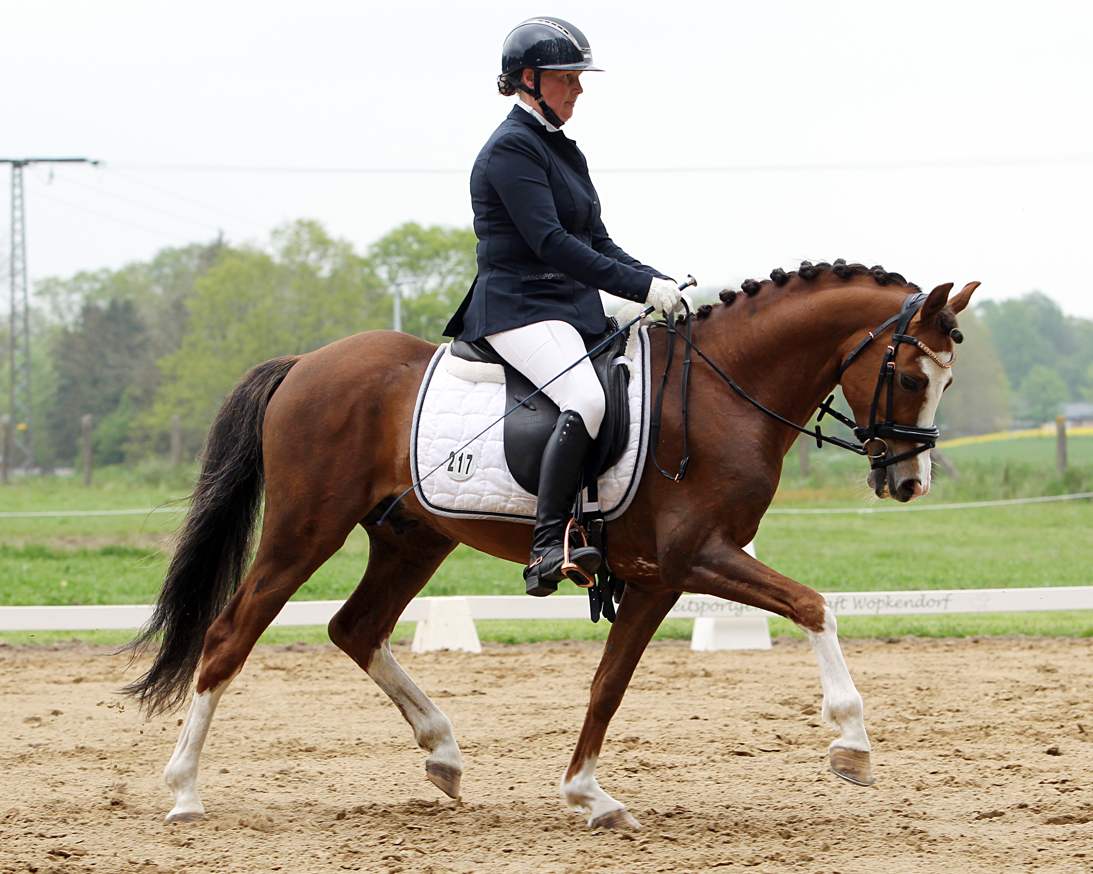 Die L-Dressur Aufgabe L2 gewann Jana Behning (Zingst) mit dem Ponyhengst Ille’s Boddenkieker vor Stella Baranowski und Goldkind. © Archiv Wego