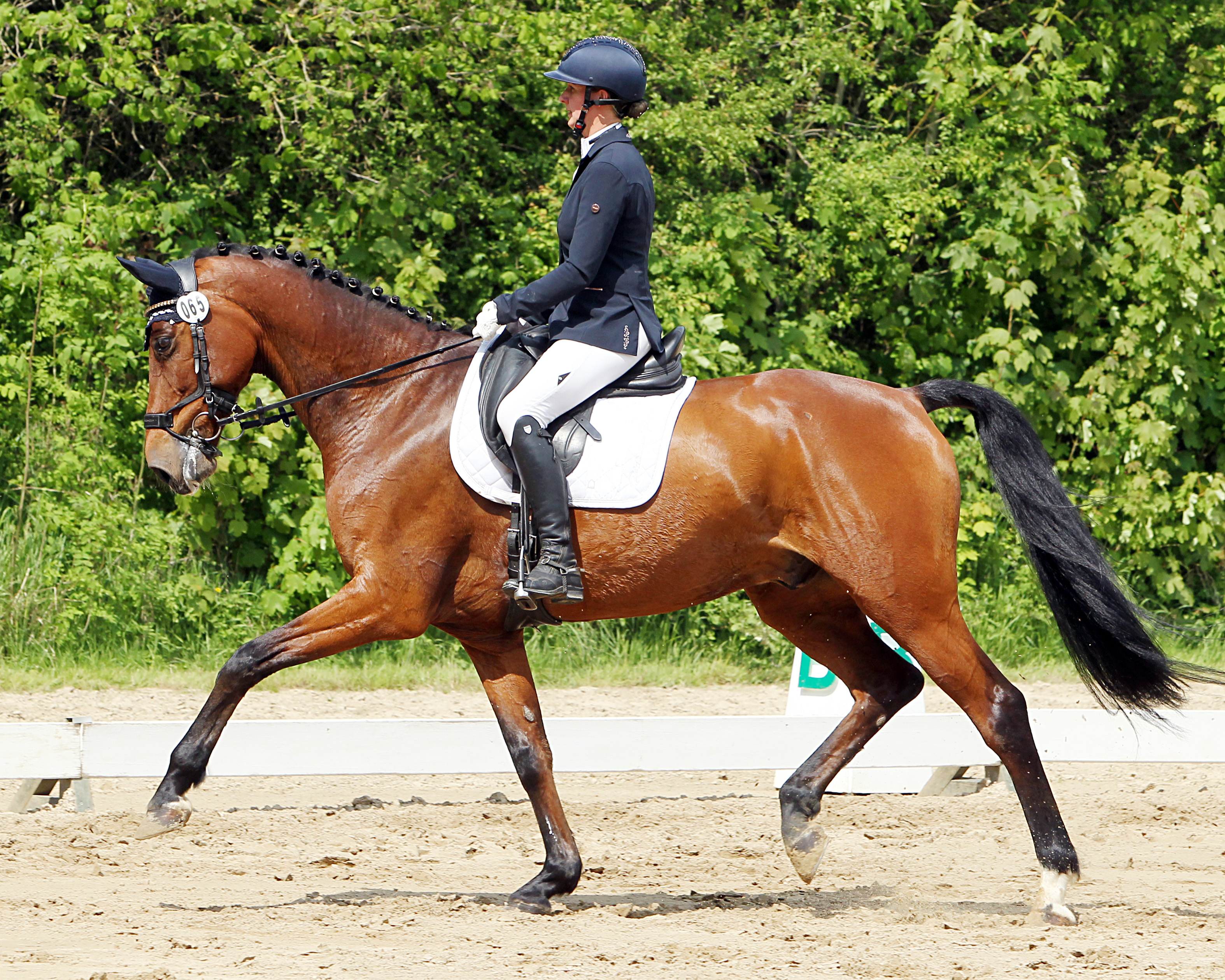 Maria Zahn vom Reitclub Reez gewann beide L-Dressuren auf Trense mit Cassitino. © J.Wego
