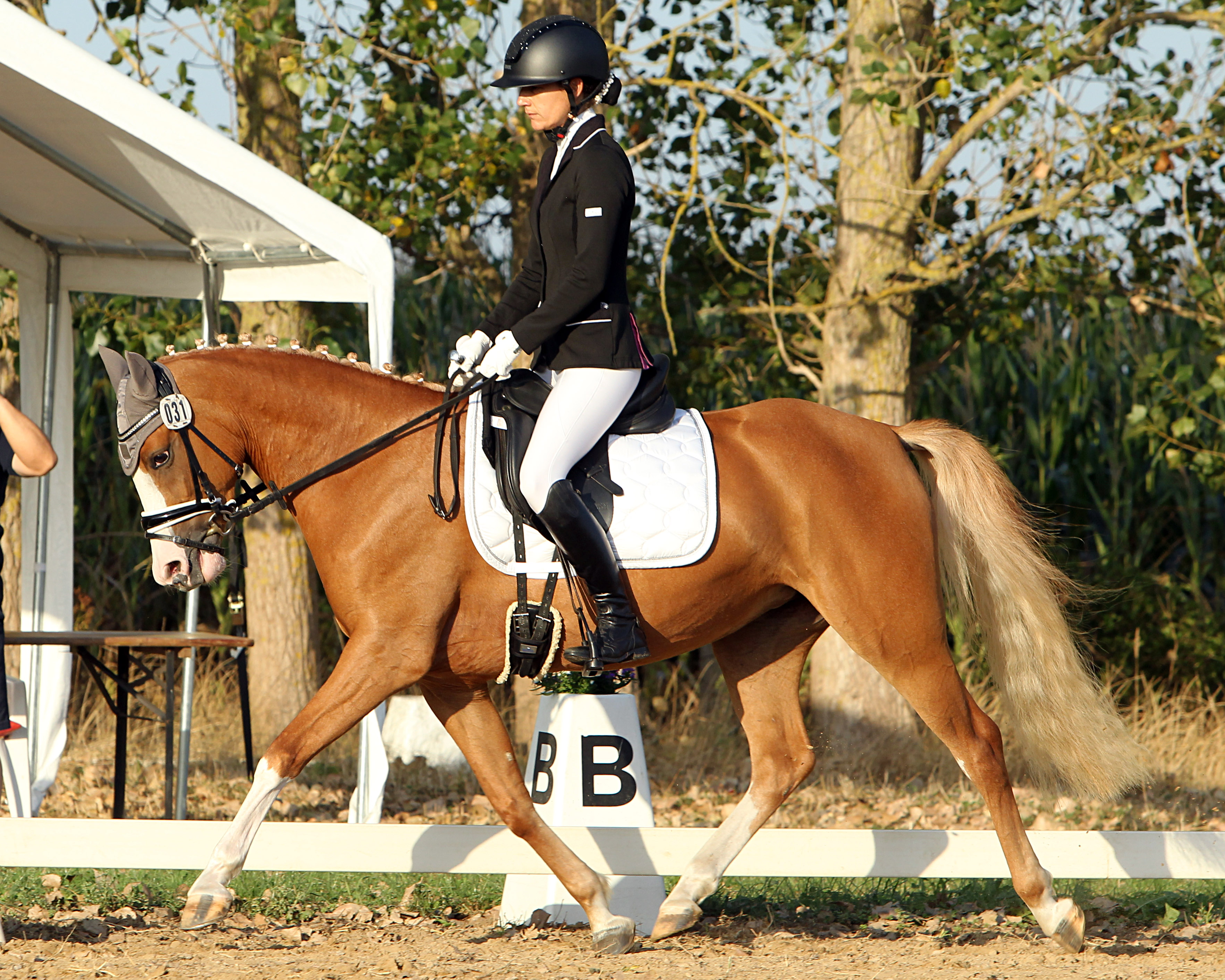 Dahja (v. Ducati x Wengelo’s Nelson) - Landeschampion der 4-jährigen Reitponys mit Züchter und Besitzerin Manuela Granzow (Zehlendorf) im Sattel. © J.Wego