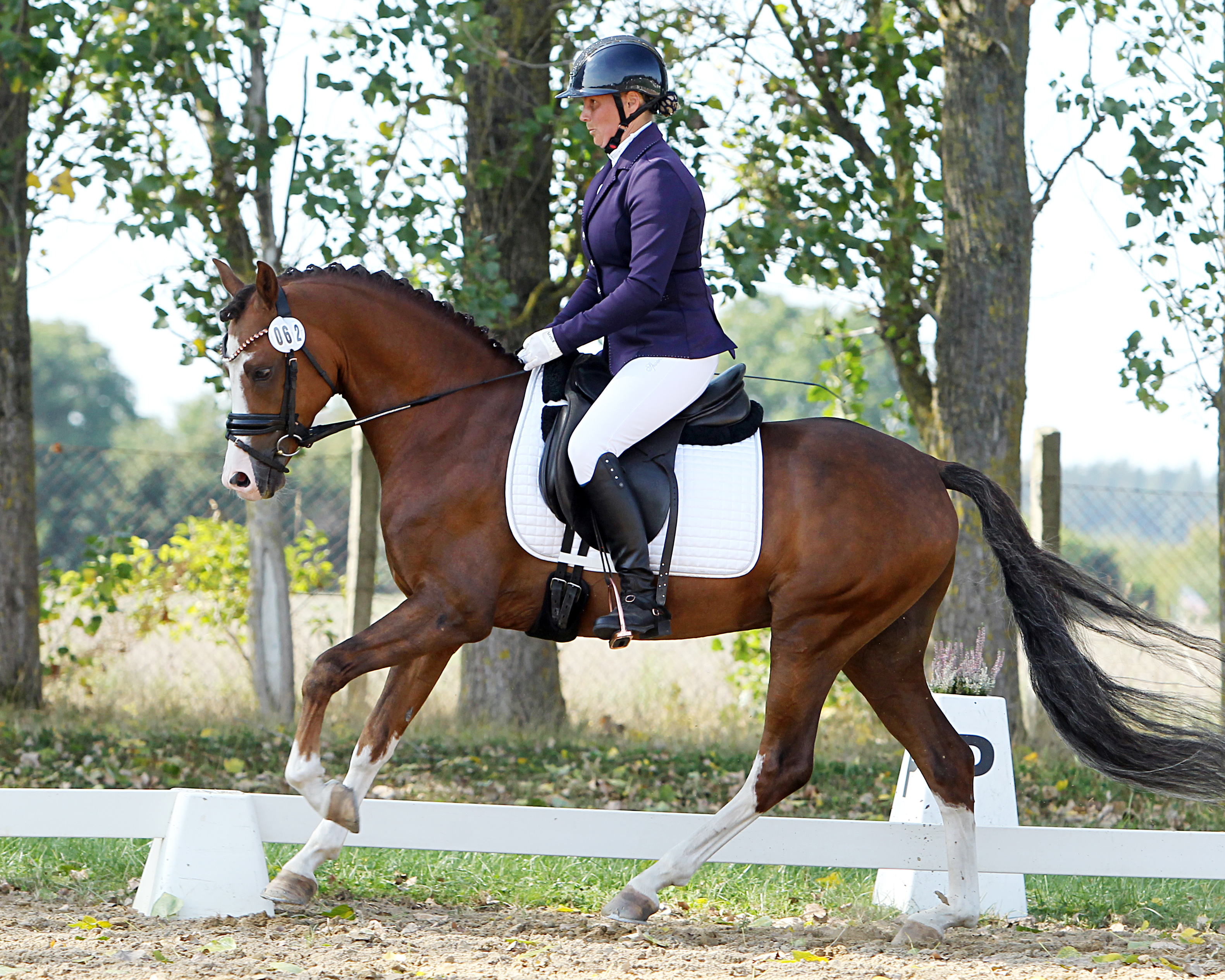 Ille’s Boddenkieker (v. Baumann x Nutrix I) 6-jähriger Hengst - Landeschampion der Dressurponys mit Jana Behning im Sattel. © J.Wego