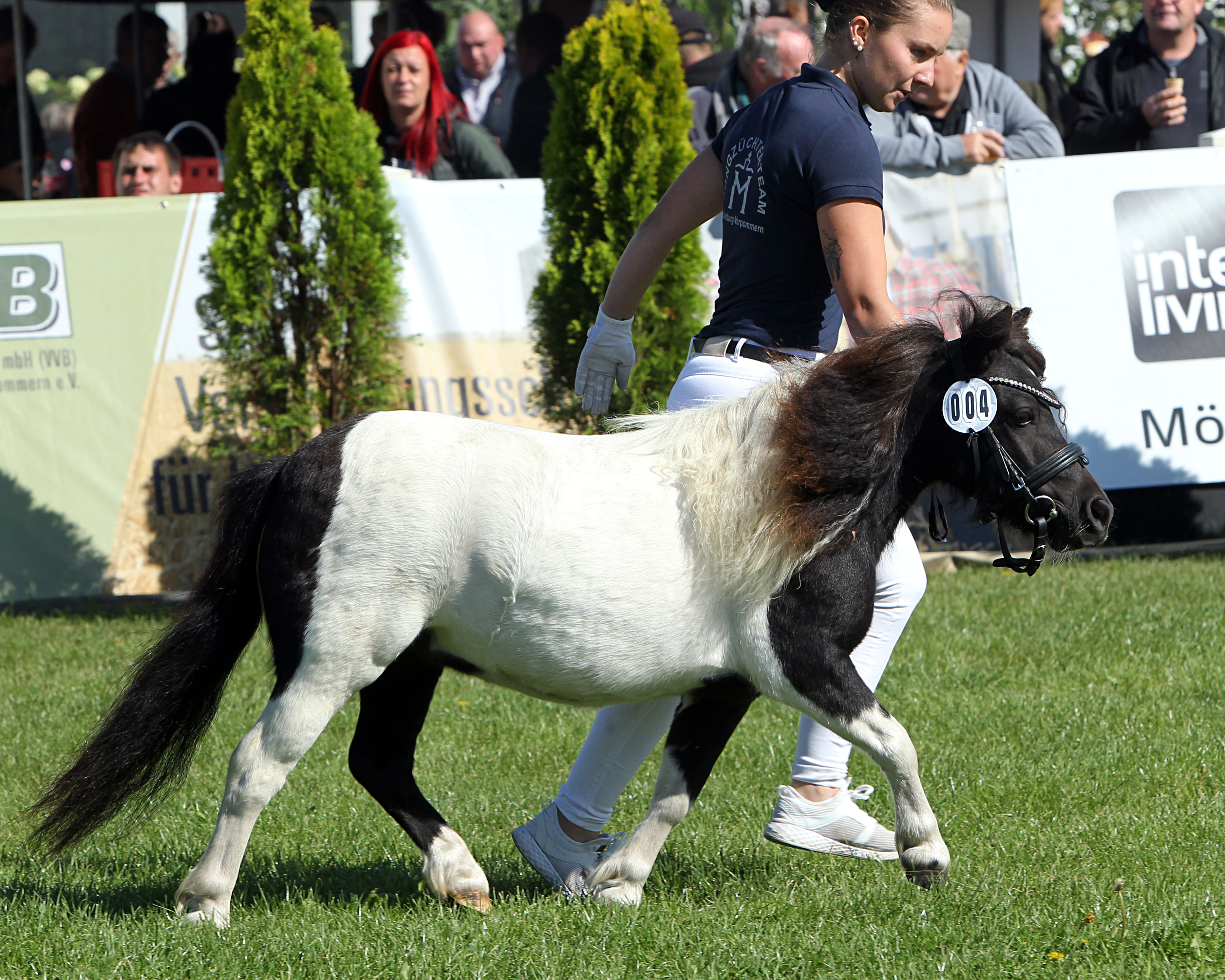 Shetlandpony unter 87cm Rassesiegerin (Kat.Nr. 4) Schneewittchen JB v. Steinburgs Talisman x Gustav B Z.u.A.: Baacke, Julia Marie).