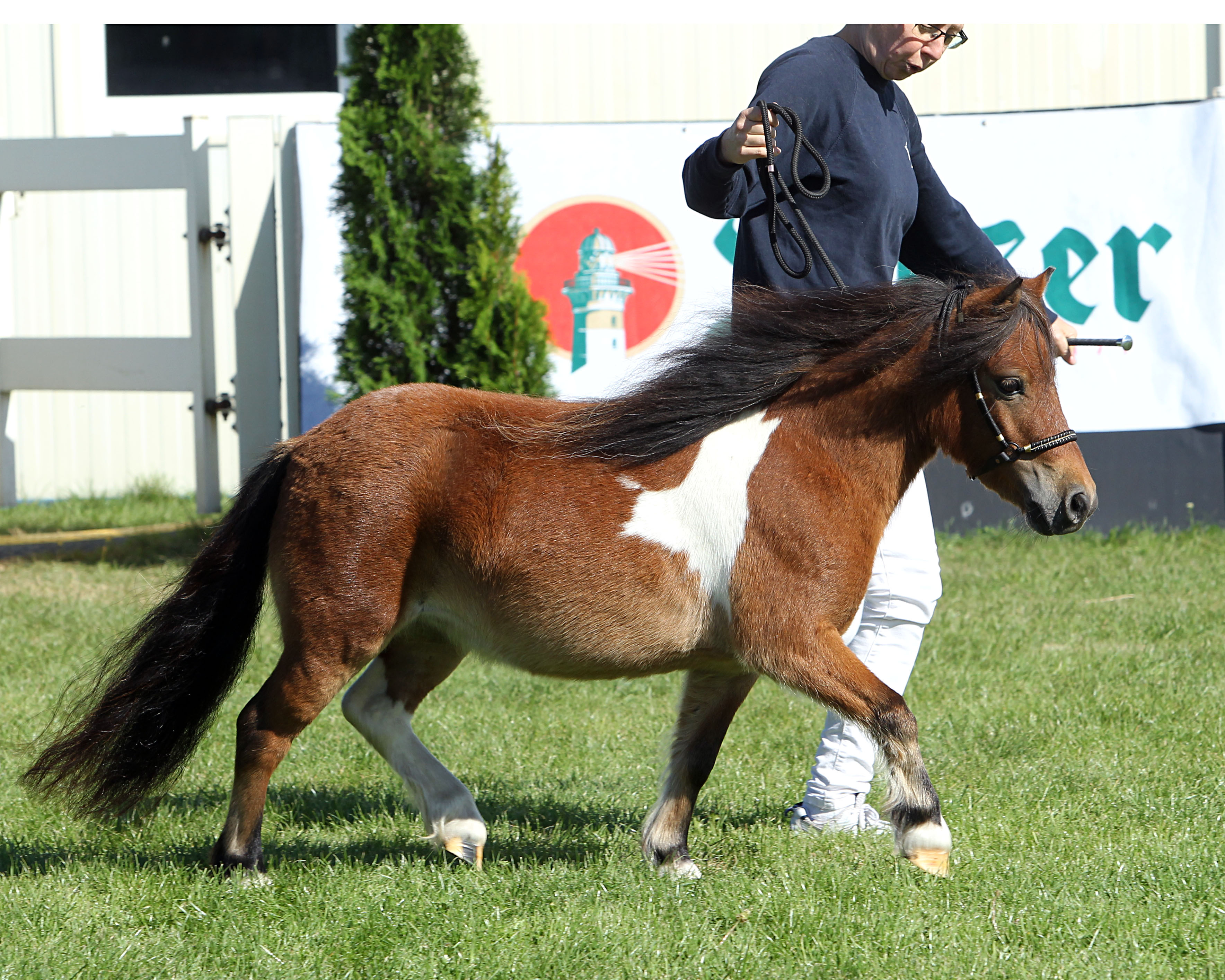 Shetlandpony unter 87cm Reservesiegerin (Kat.Nr. 2) Graciana von den Alleegärten v. Elmhorst Elliot x Balduin (Z.: Kohl, Rainer & Susanne, A.: Roloff, Janine).