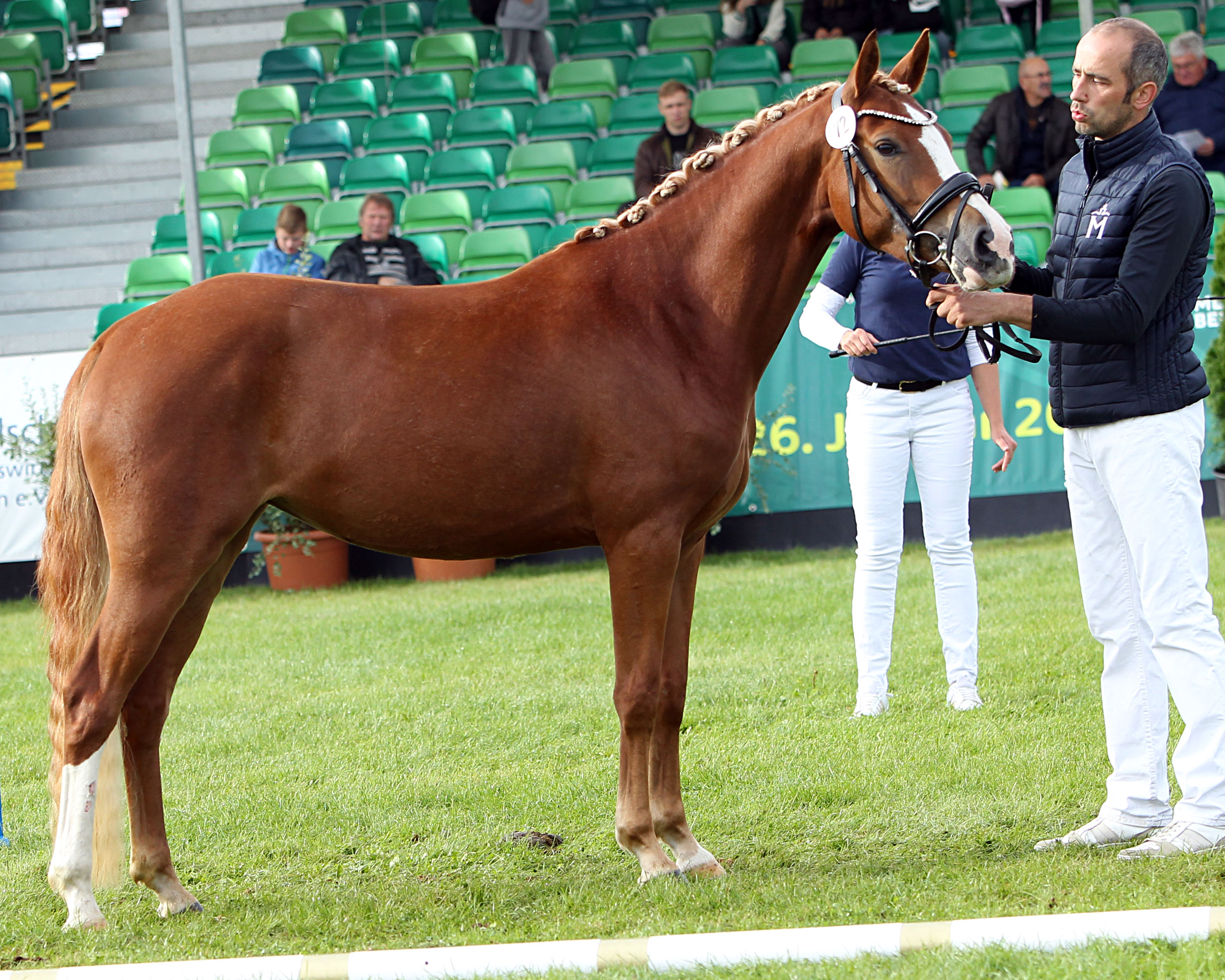 Miss MeLa bei den Deutschen Reitponys wurde Nahla B von FS Numero Uno NRW x Dimension AT NRW aus der Zucht und dem Besitz von Andree Bleck aus Neubukow. © J.Wego
