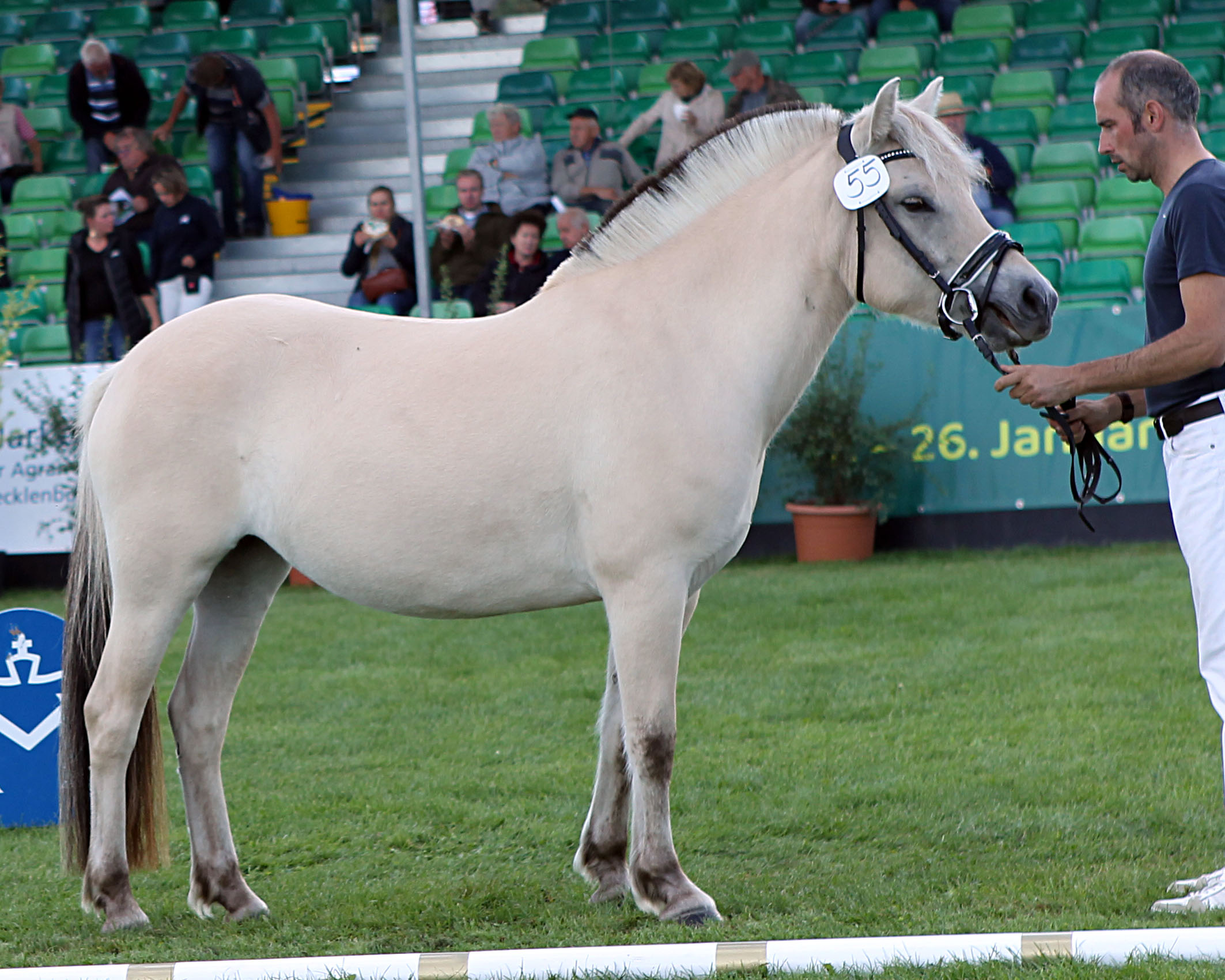 Bei den Spezialrassenponys wurde die Fjordpferd Stute Merida (v. Solvin Skova x Drafur) Miss MeLa, gezogen von Reinhard Voß (Gnarrenburg) und ausgestellt von Juliane Hübner (Klockow). © J.Wego