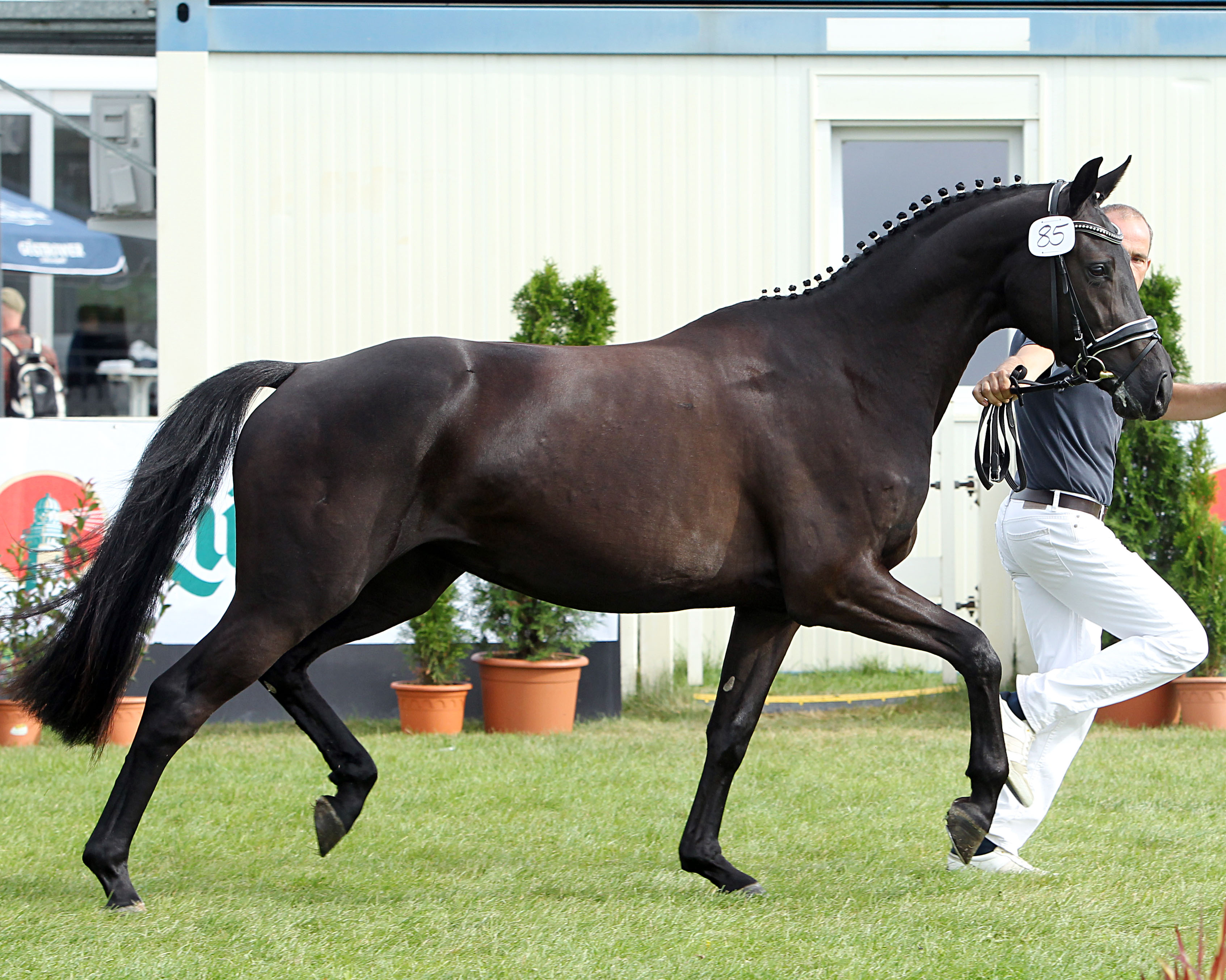 Mecklenburger Rang 5 (Kat.Nr. 85) Quina Quarantäna v. Qualify x Casallco (Z.u.A.: Zimmer, Anja).