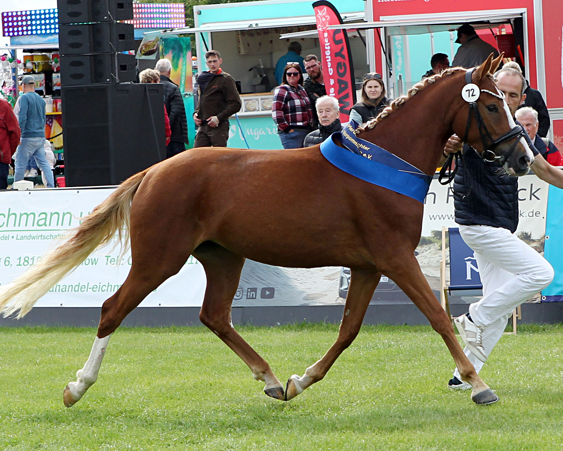 Deutsches Reitpony Miss MeLa (Kat.Nr. 72) Nahla B v. FS Numero Uno NRW x Dimension AT NRW (Z.u.A.: Bleck, Andree).