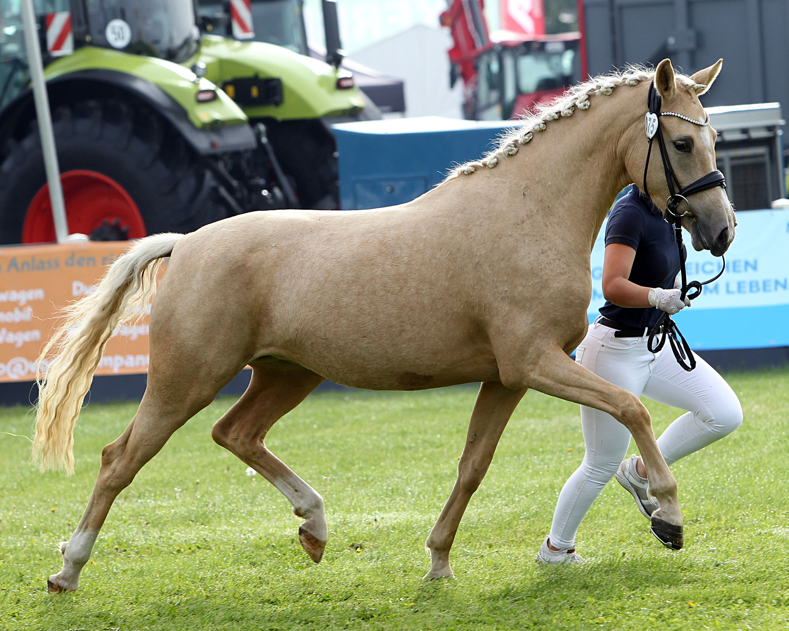 Deutsches Reitpony Reservesiegerin (Kat.Nr. 75) Crown Glorious v. Hesselteichs Golden Dream x Steendieks Champ of Glory (Z.u.A.: ZG Nagel).
