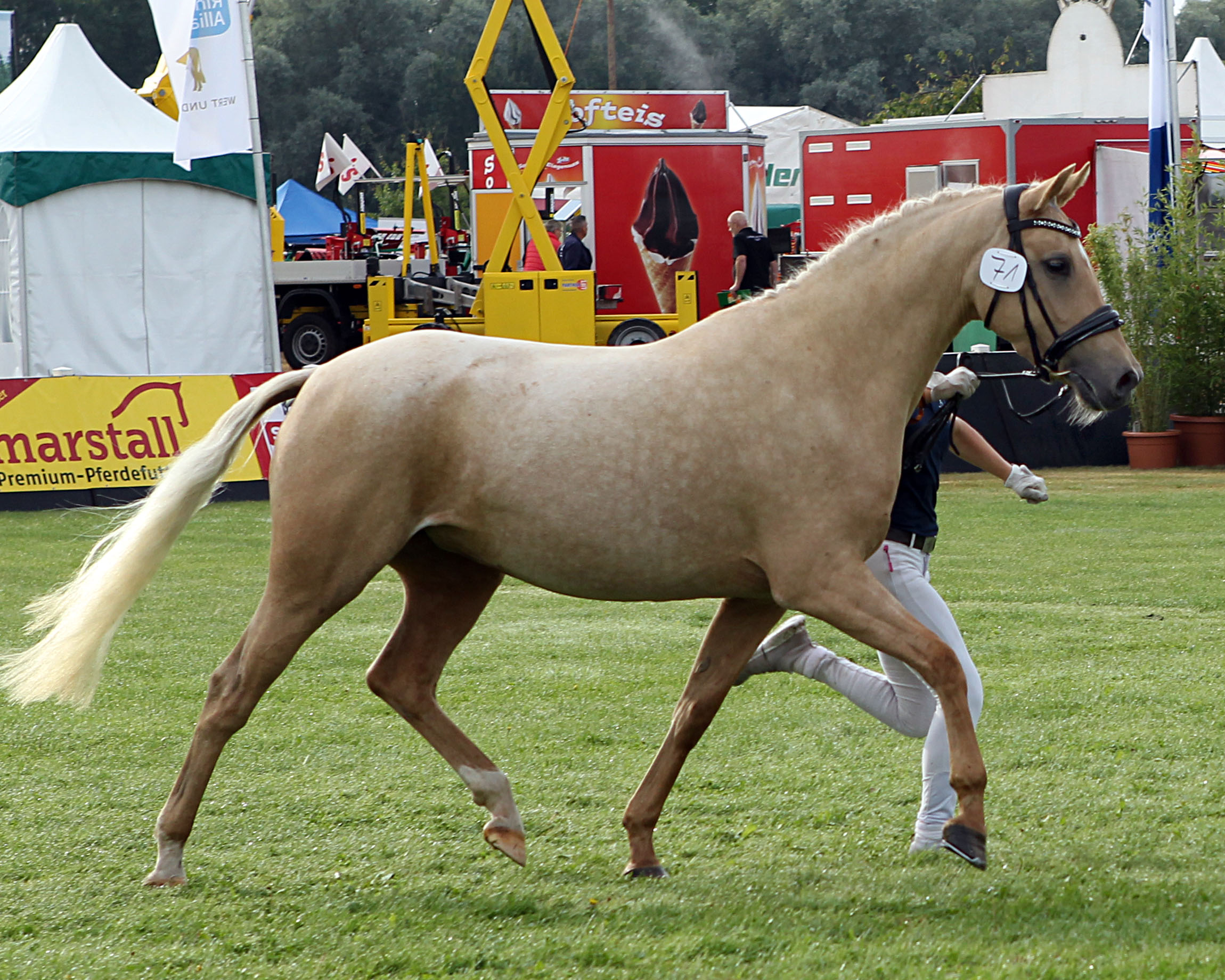 Deutsches Reitpony Rang 4 (Kat.Nr. 71) Nymphadora F v. Nancho´s Golden Star x Mentos, Forler (Z.u.A.: Forler, Ute).