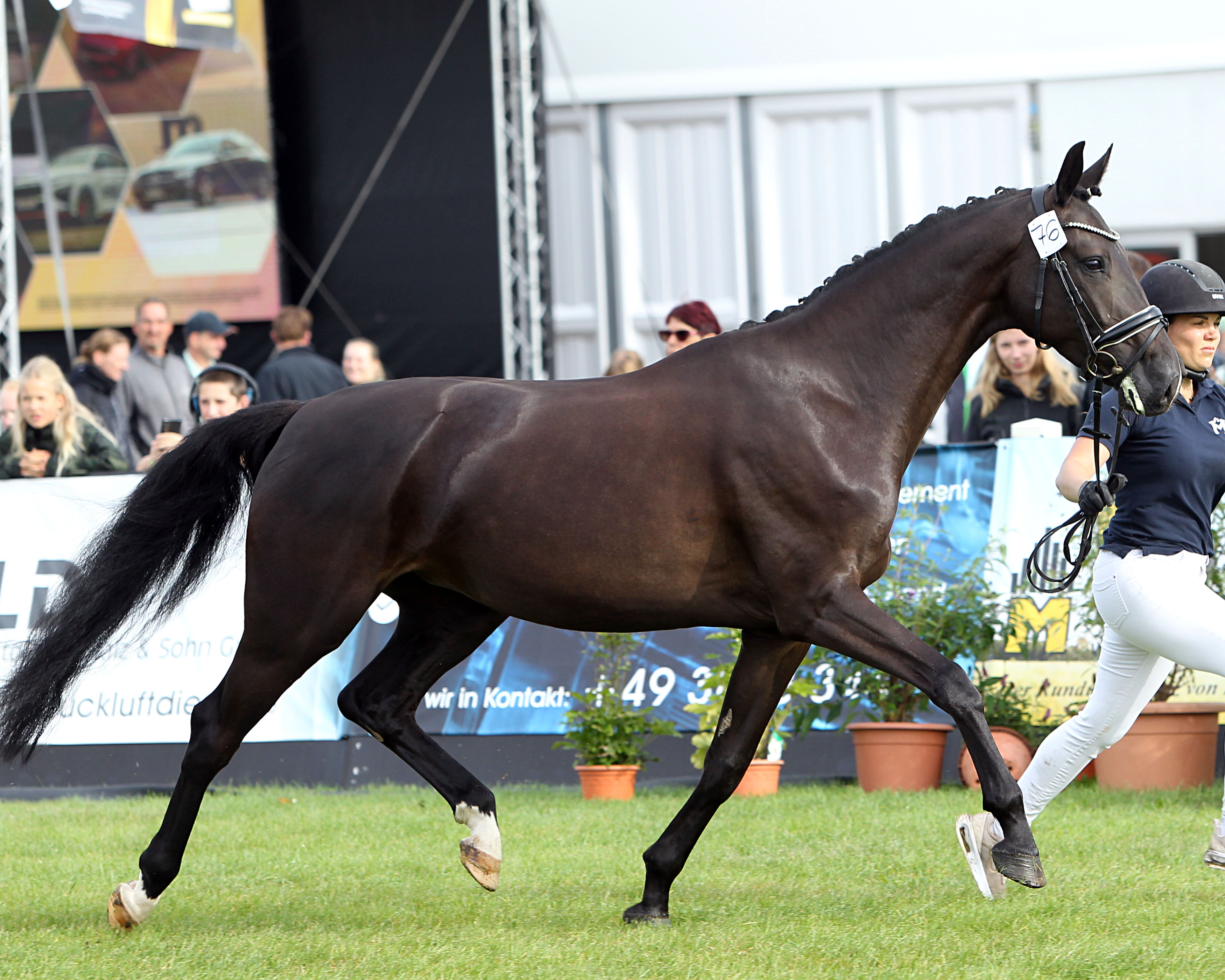 Kleines Deutsches Reitpferd Rassesieger (Kat.Nr. 76) Bailey GM v. Bernay x Fürstenhof (Z.u.A.: Gombert-Marquardt, Diana & Laura).