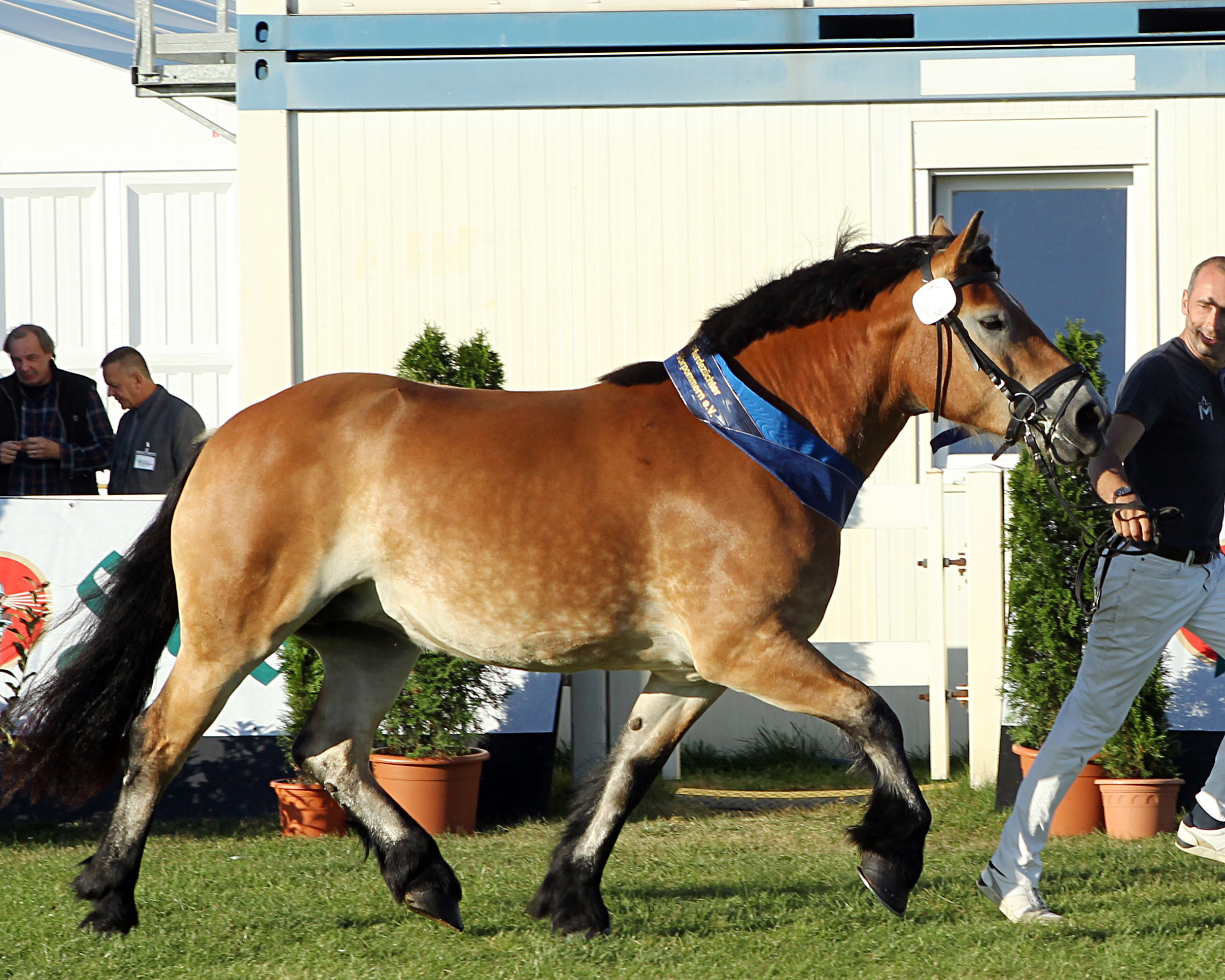 Rheinisch Deutsches Kaltblut Miss MeLa (Kat.Nr. 63) Anni v. Adriano x Helios (Z.u.A. :Drephal, Bernd).